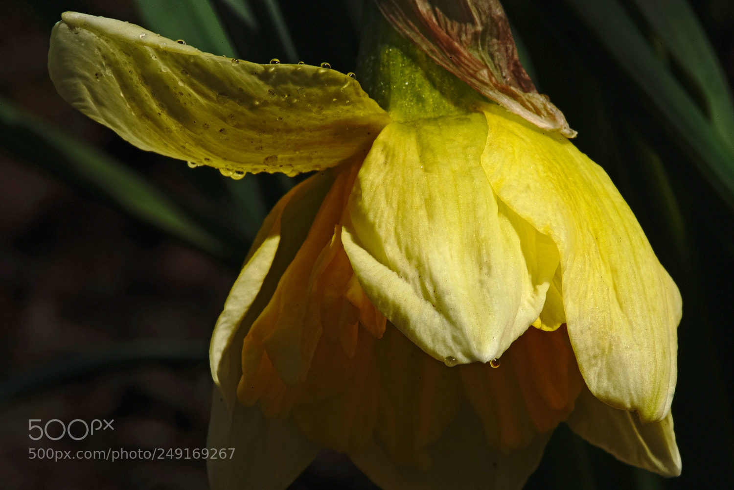 Sony a7R II sample photo. Daff wave photography