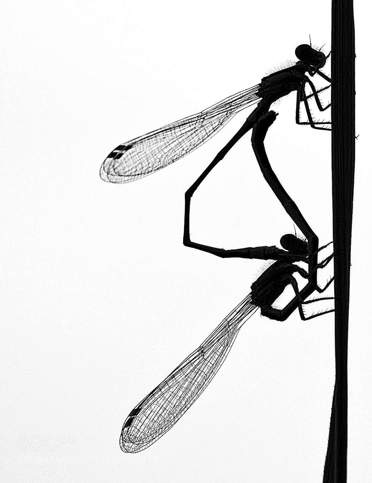 Canon EOS 7D sample photo. Scène de sexe photography