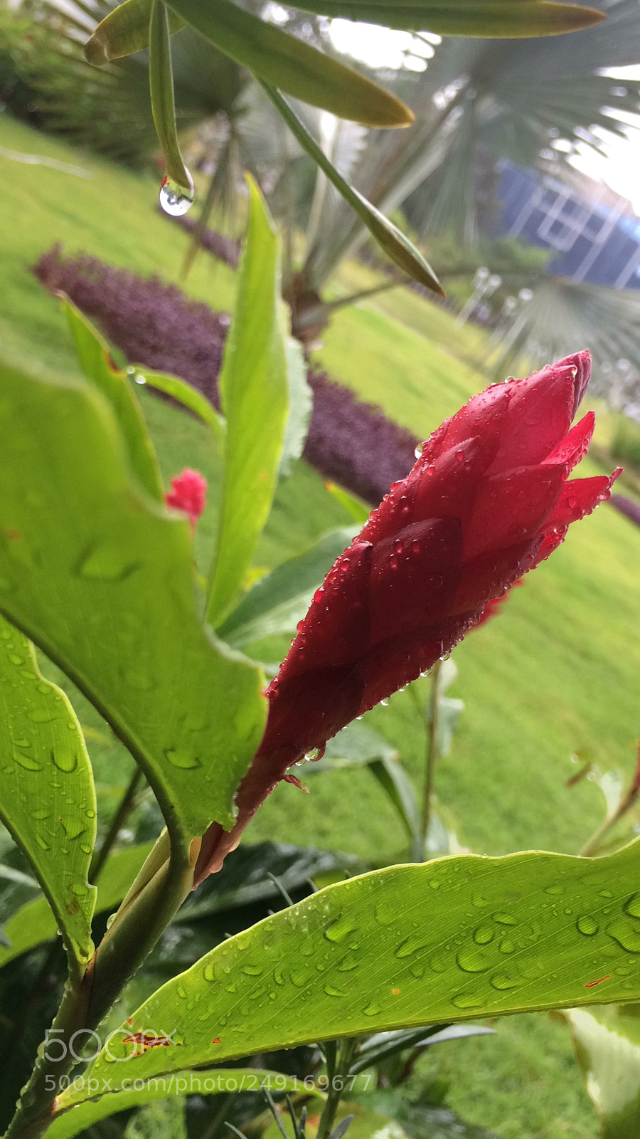 Apple iPhone 5s sample photo. ? photography