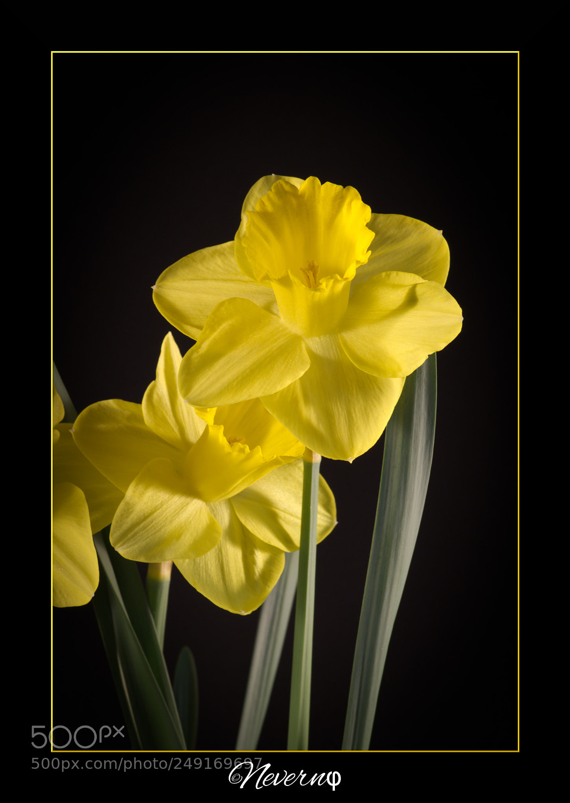 Pentax K-S2 sample photo. Flower 10 photography