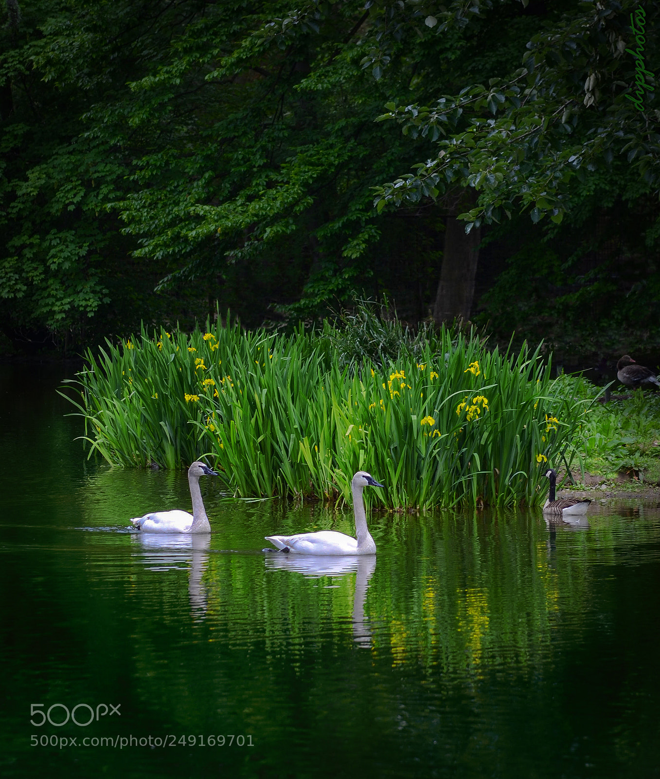 Nikon D7000 sample photo. Swans photography