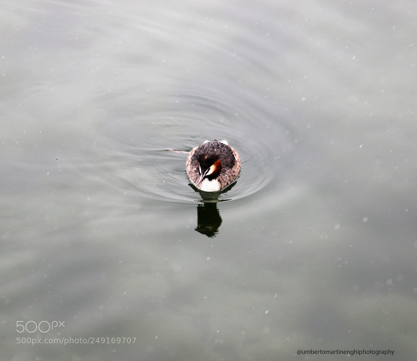 Canon EOS 7D Mark II sample photo. Grebe photography