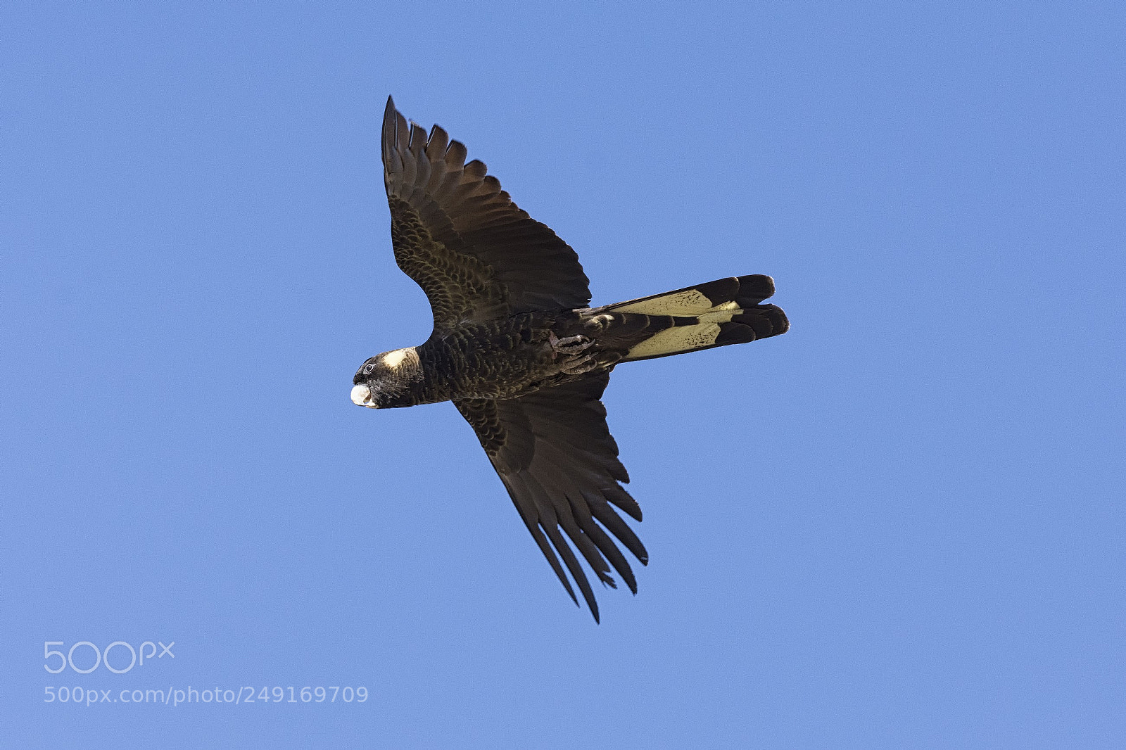 Nikon D7200 sample photo. Yellow tailed black cockatoo photography