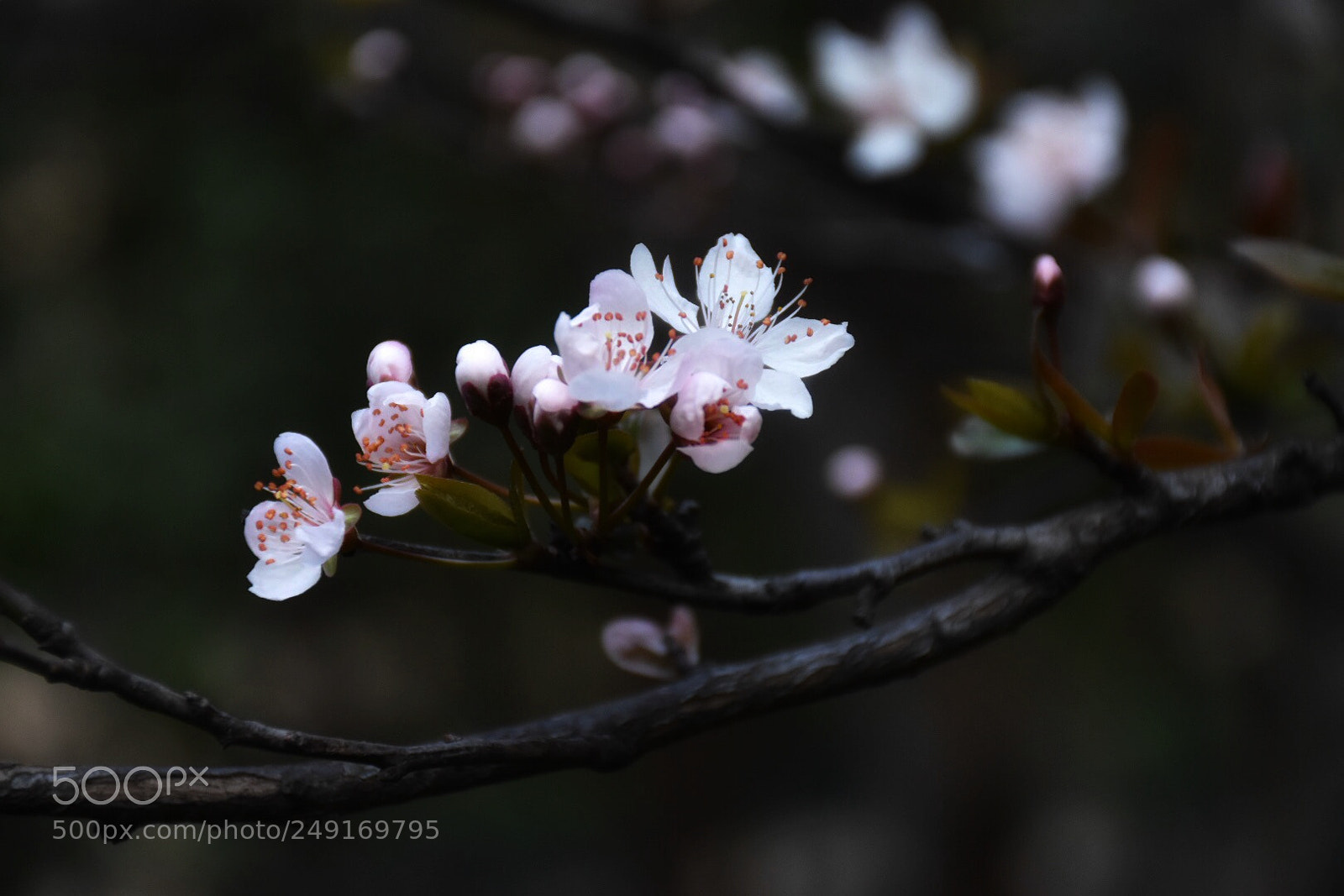 Nikon D5500 sample photo. Spring blooms 7 photography