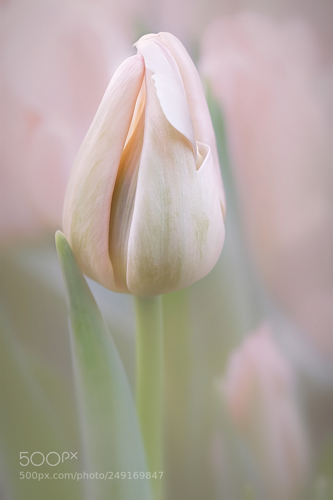 Canon EOS 40D sample photo. Spring at last photography
