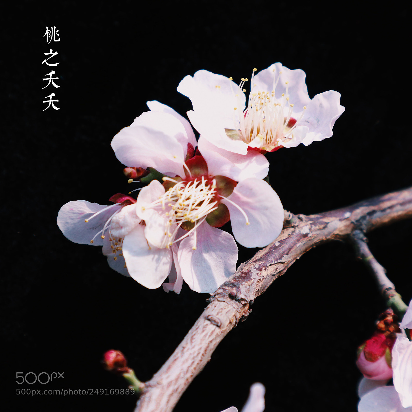 Canon EOS M6 sample photo. 其实是梅花 photography