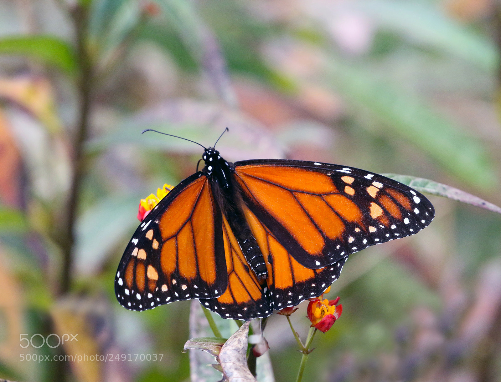 Canon EOS 7D Mark II sample photo. Ruling monarch photography