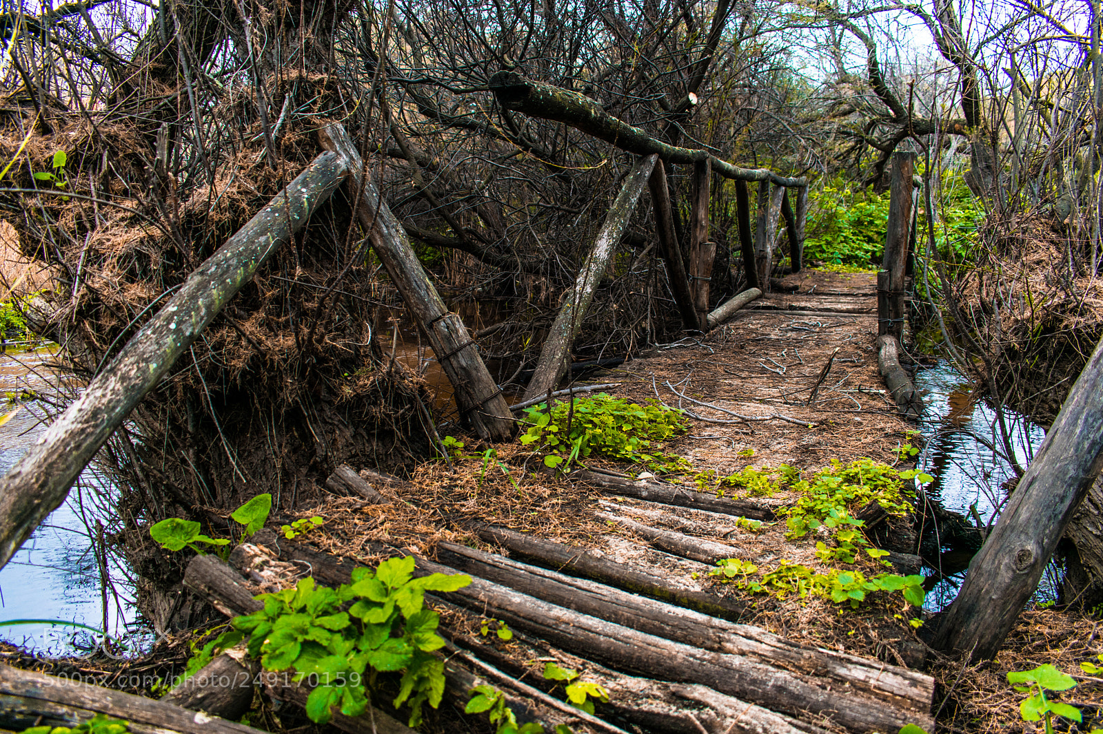 Nikon D3400 sample photo. Bridge in the forest photography