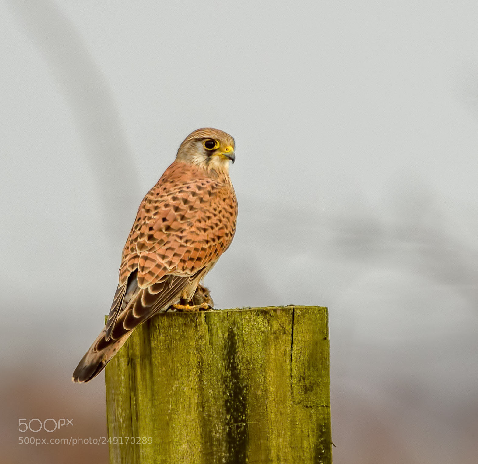 Nikon D850 sample photo. Female kestrel with it's photography