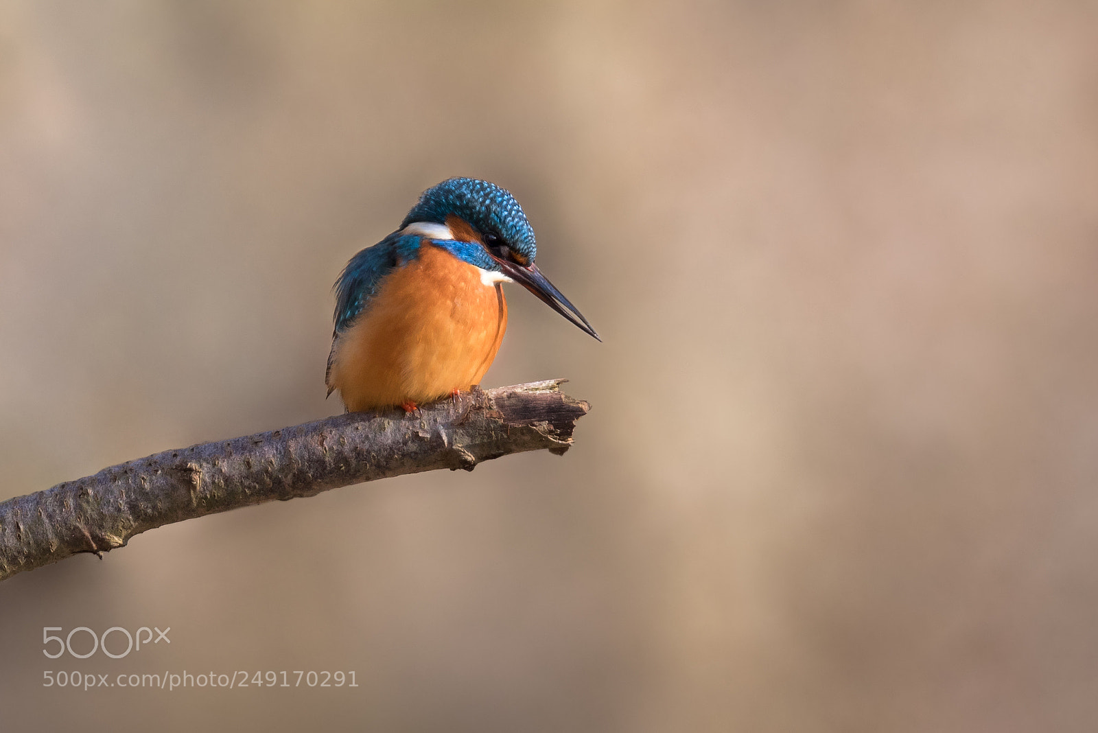 Canon EOS 5D Mark IV sample photo. Kingfisher photography