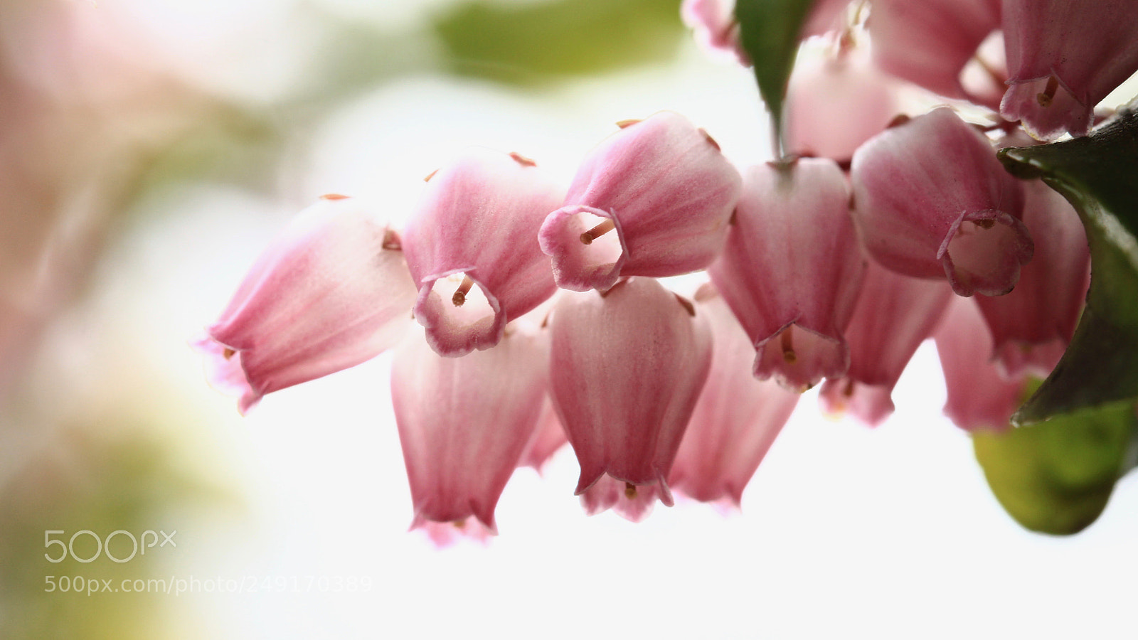 Canon EOS 700D (EOS Rebel T5i / EOS Kiss X7i) sample photo. Bells are ringing... photography