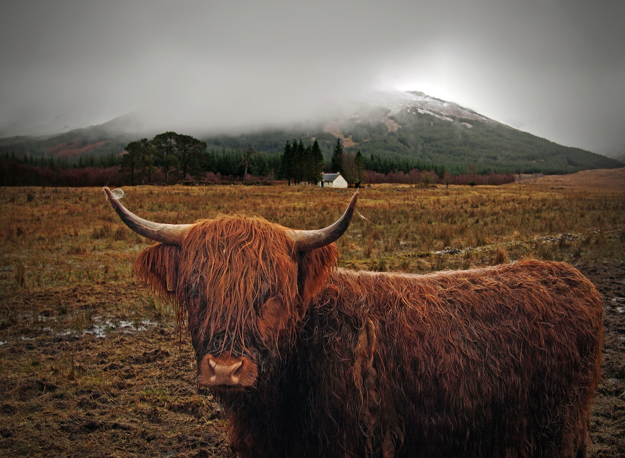 Olympus PEN E-P1 sample photo. Sodden coo photography