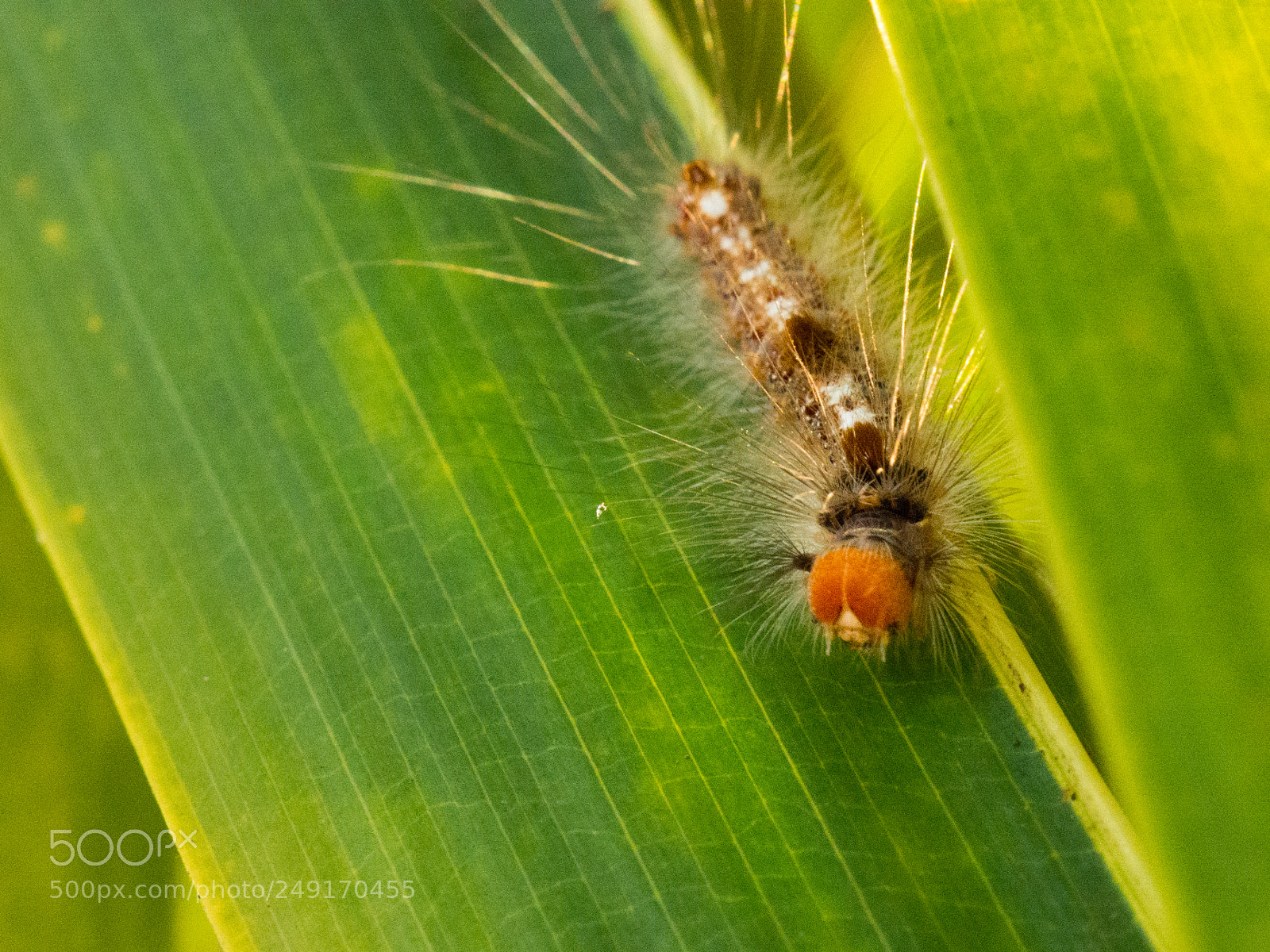 Olympus OM-D E-M10 sample photo. Cute little caterpillar photography