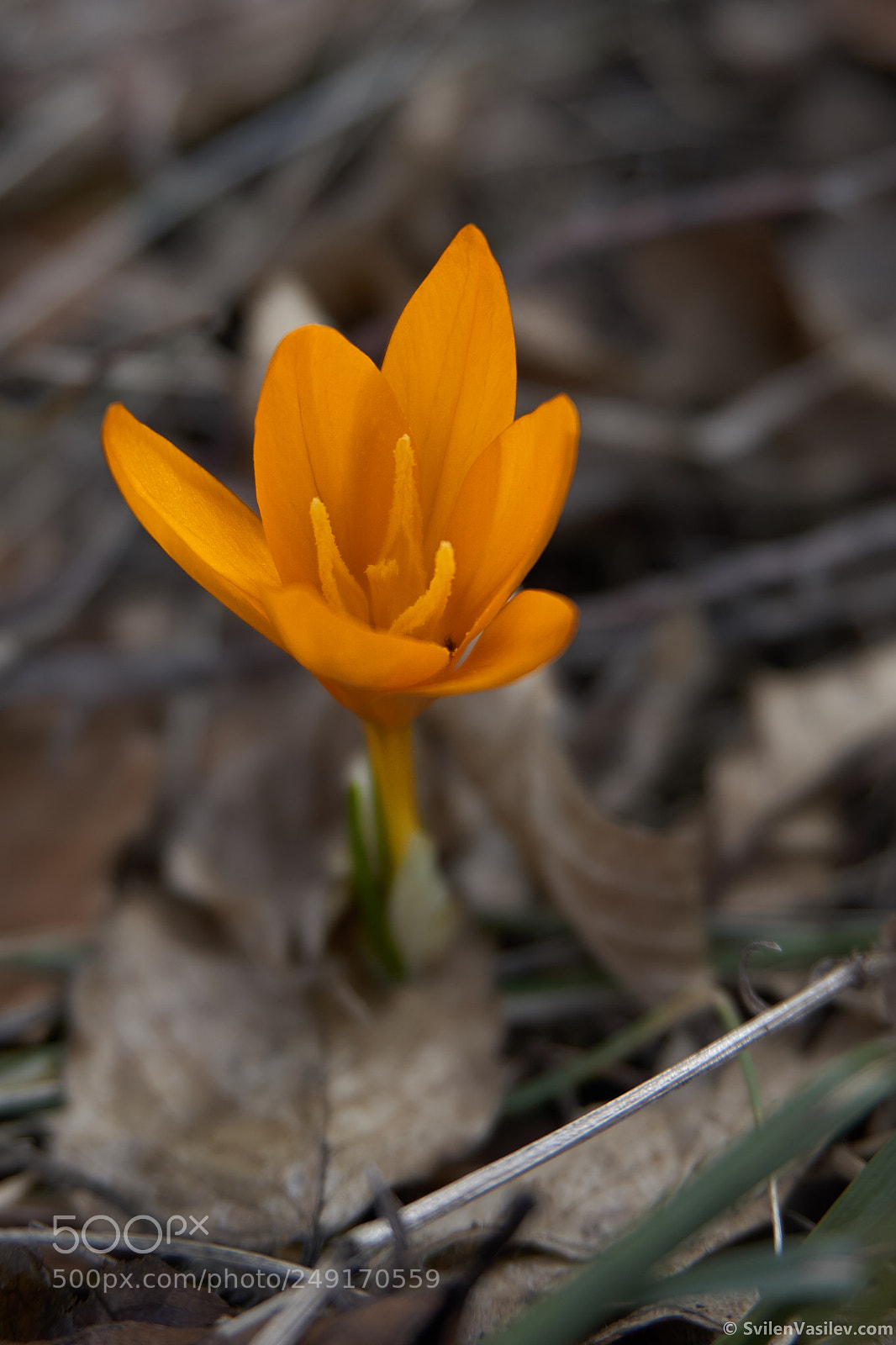 Sony a6000 sample photo. Crocus flavus photography
