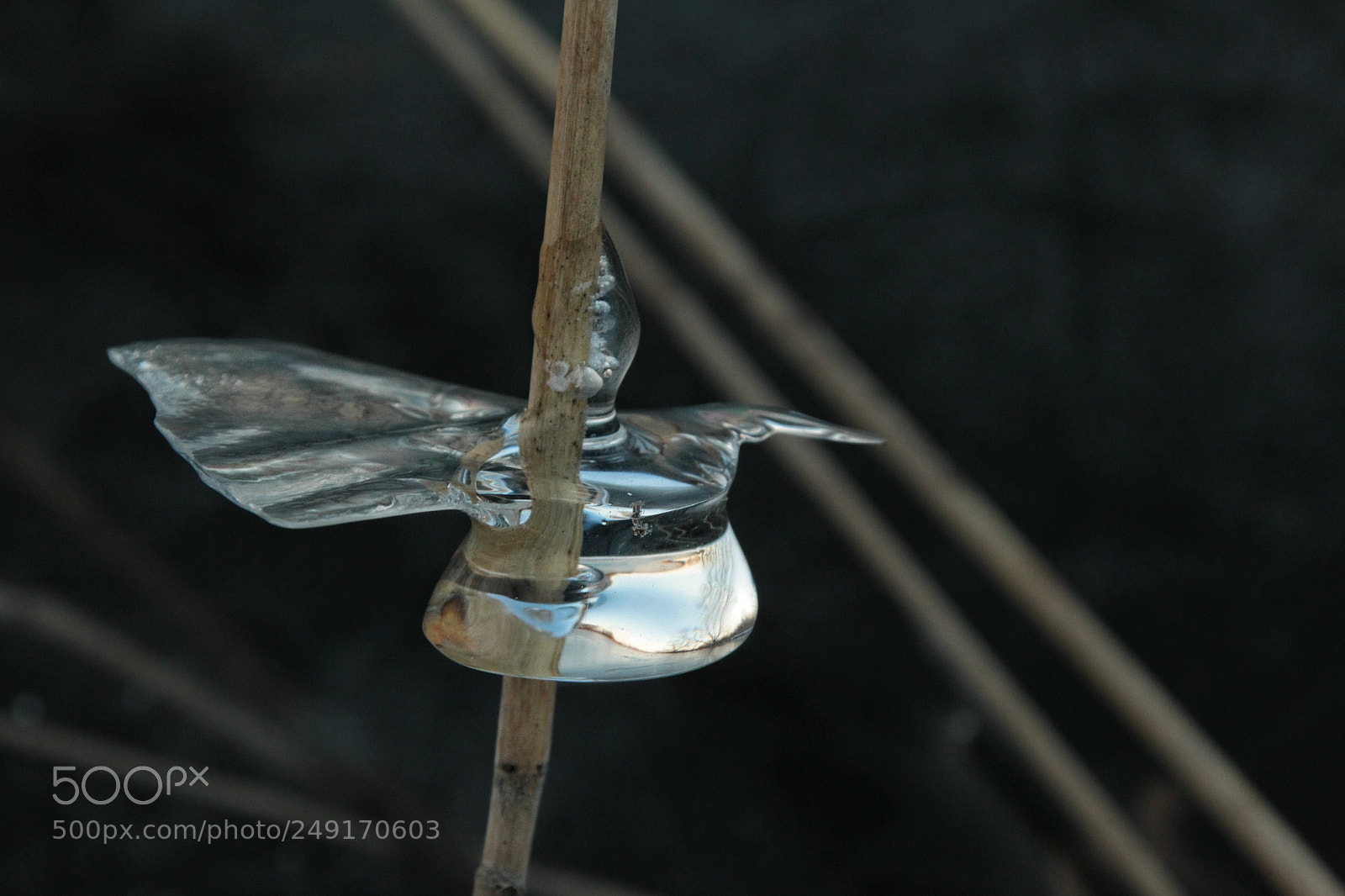 Canon EOS-1D Mark IV sample photo. Untitled photography
