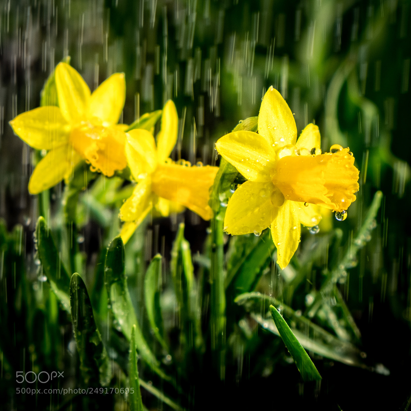 Fujifilm X-T1 sample photo. Still raining photography