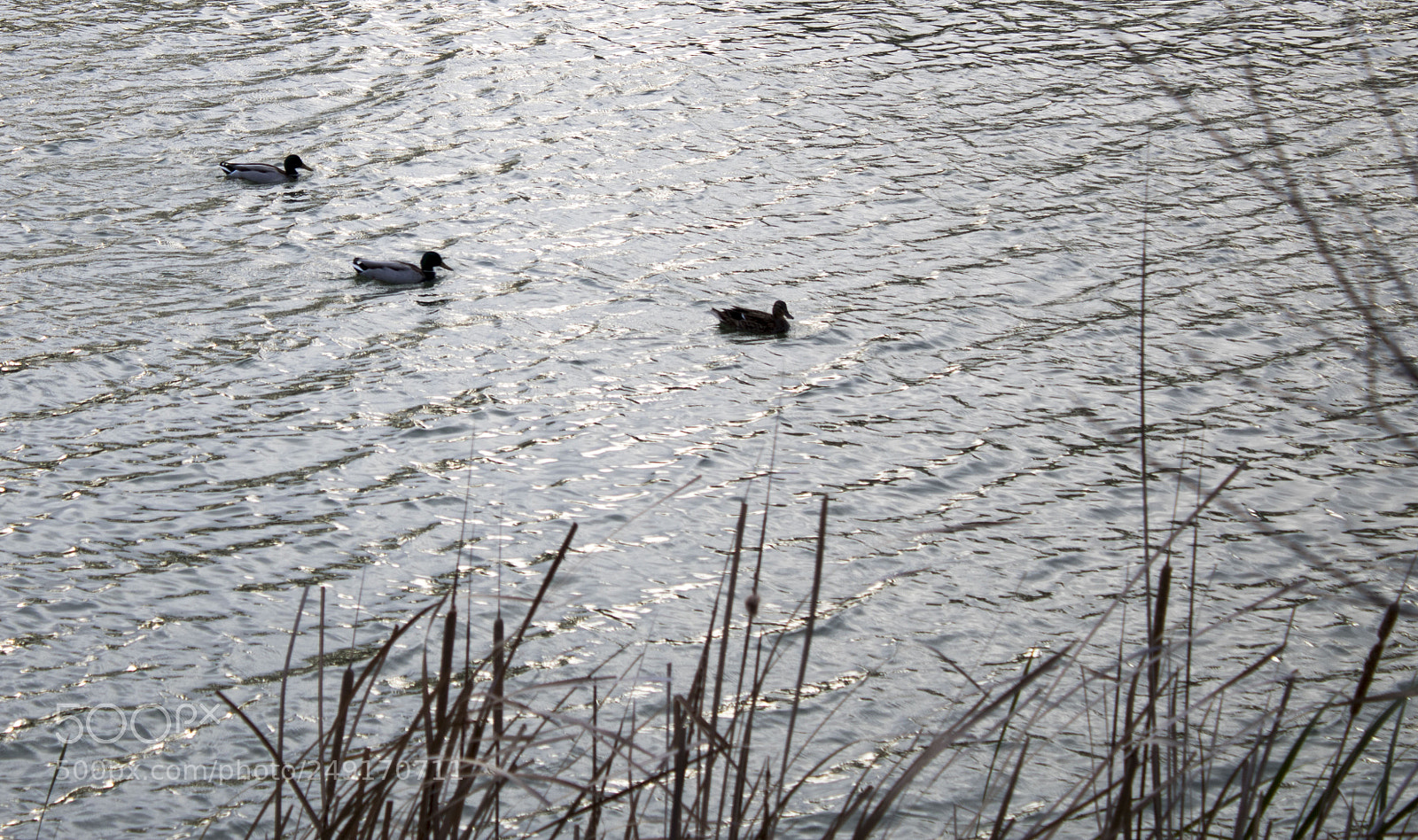 Canon EOS 750D (EOS Rebel T6i / EOS Kiss X8i) sample photo. Untitled photography