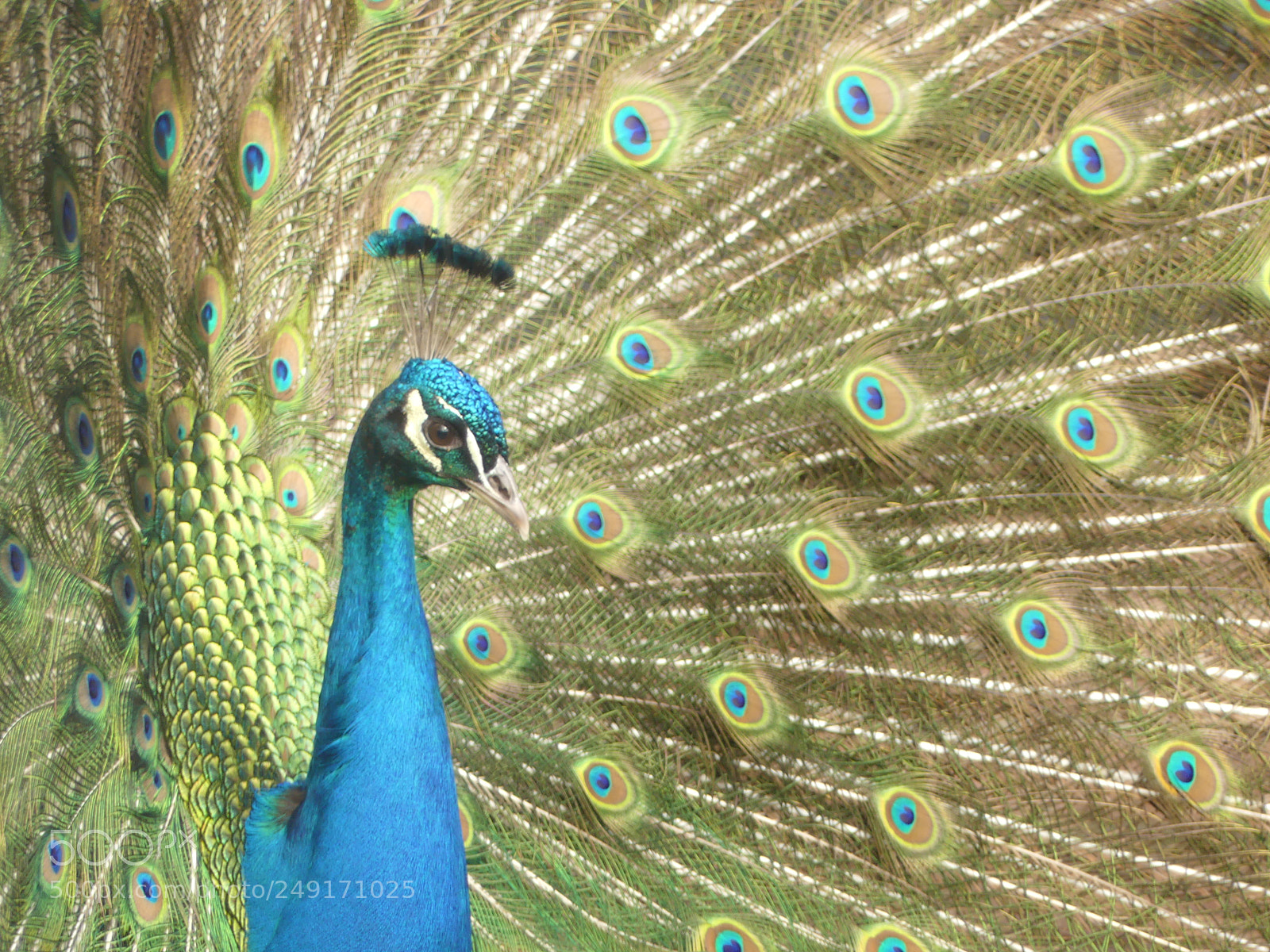 Panasonic Lumix DMC-FZ300 sample photo. Do you see my photography