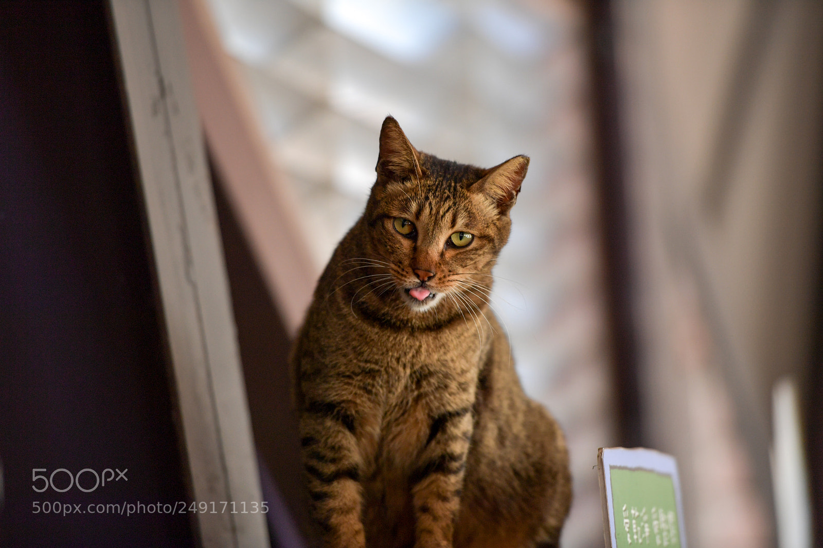 Nikon D5 sample photo. 猴硐的貓 photography