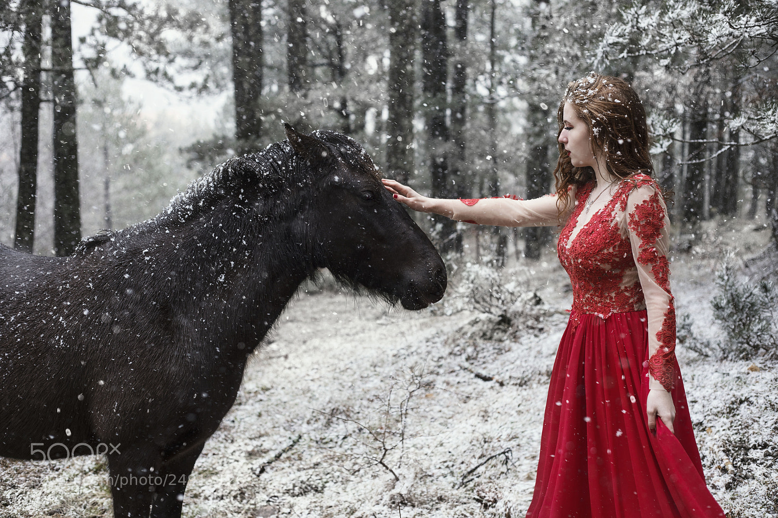 Canon EOS 5D Mark IV sample photo. Winter wonderland photography
