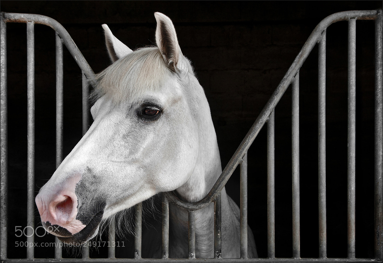 Canon EOS 40D sample photo. Sapphire tarabelle photography