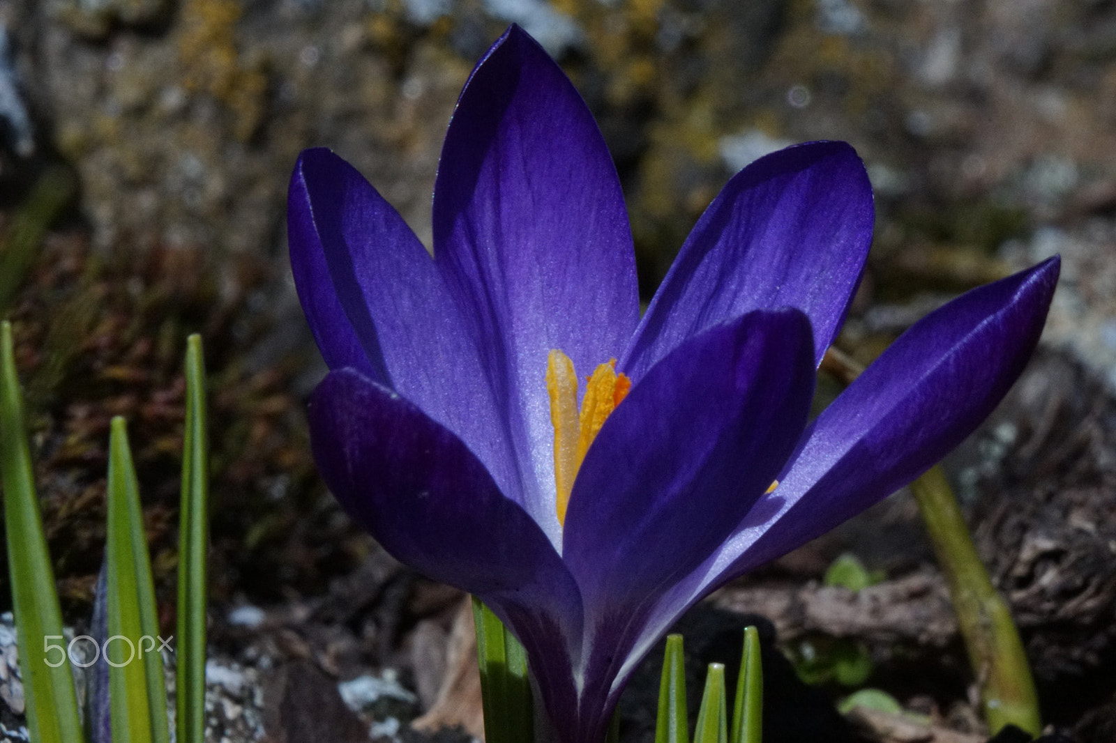 Sony 70-400mm F4-5.6 G SSM sample photo. Crocus bleu photography