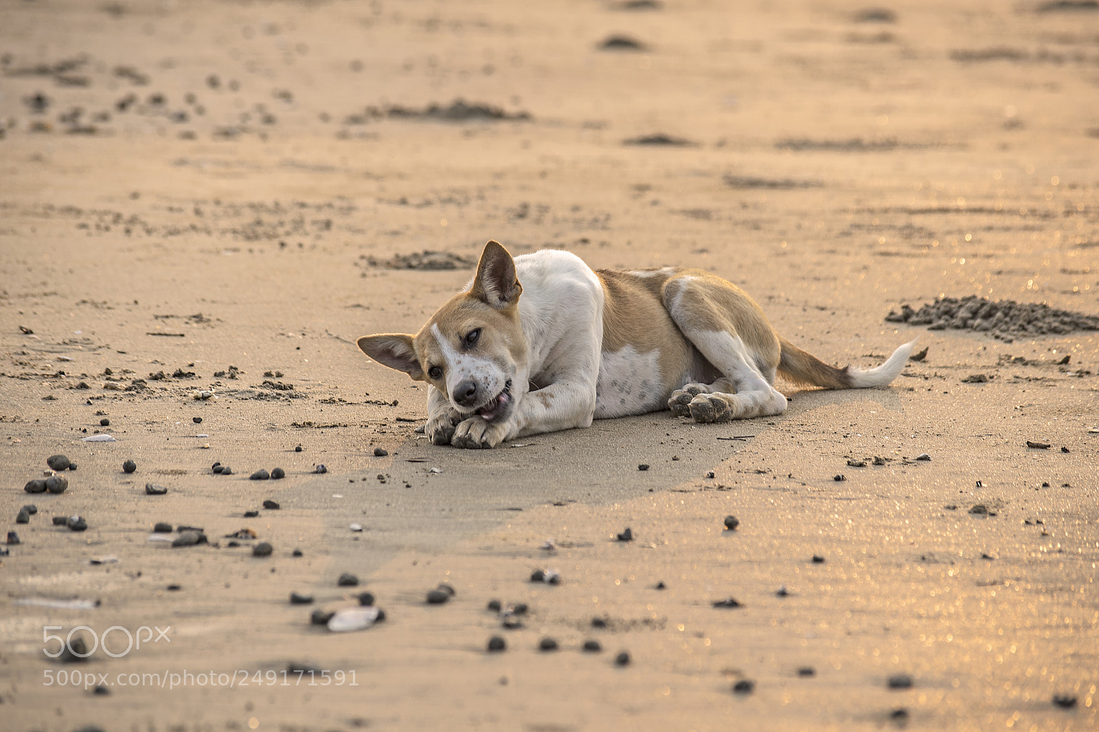 Nikon D3300 sample photo. Dog at beach photography