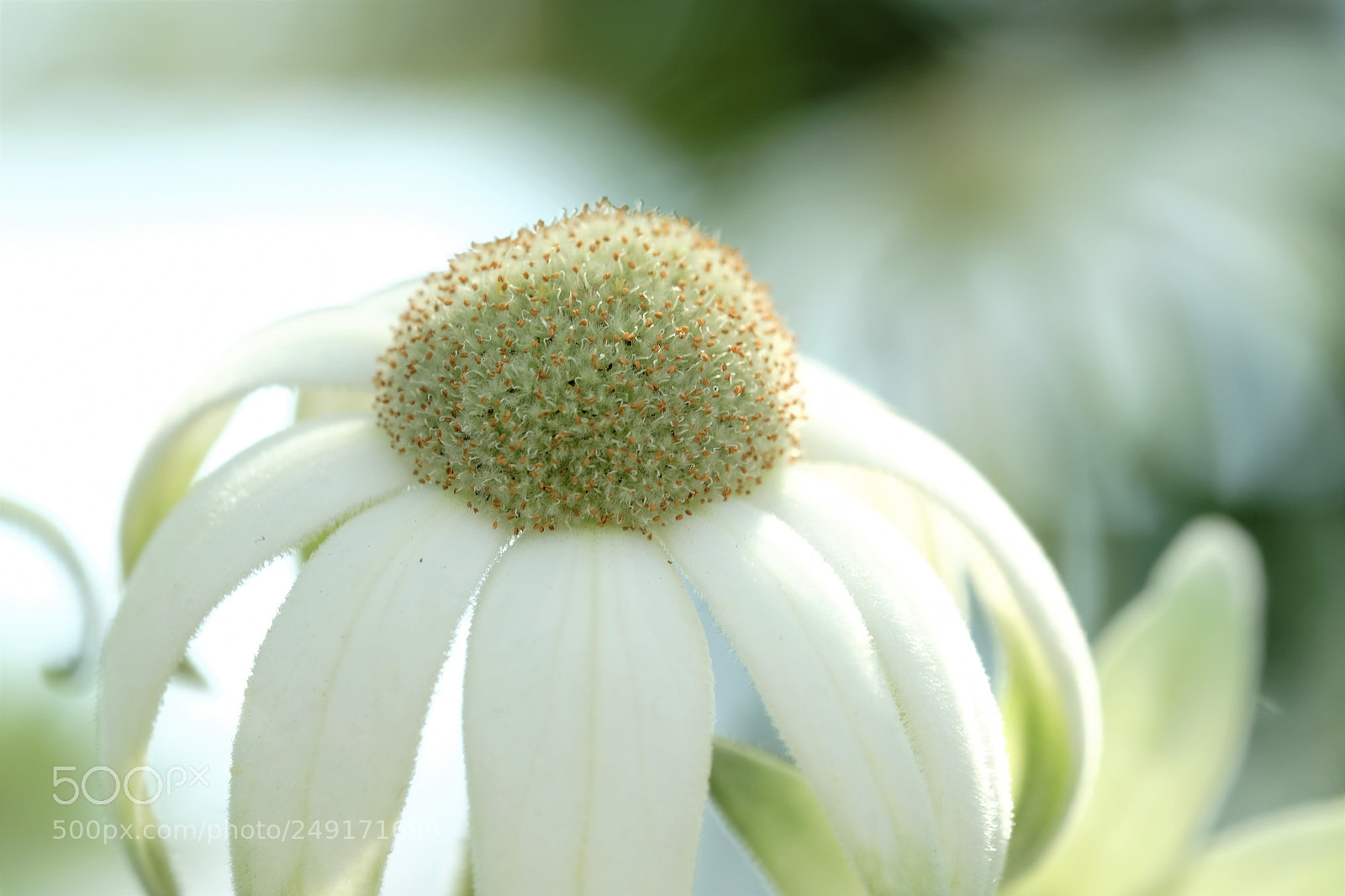 Fujifilm X-T2 sample photo. Spring has come photography