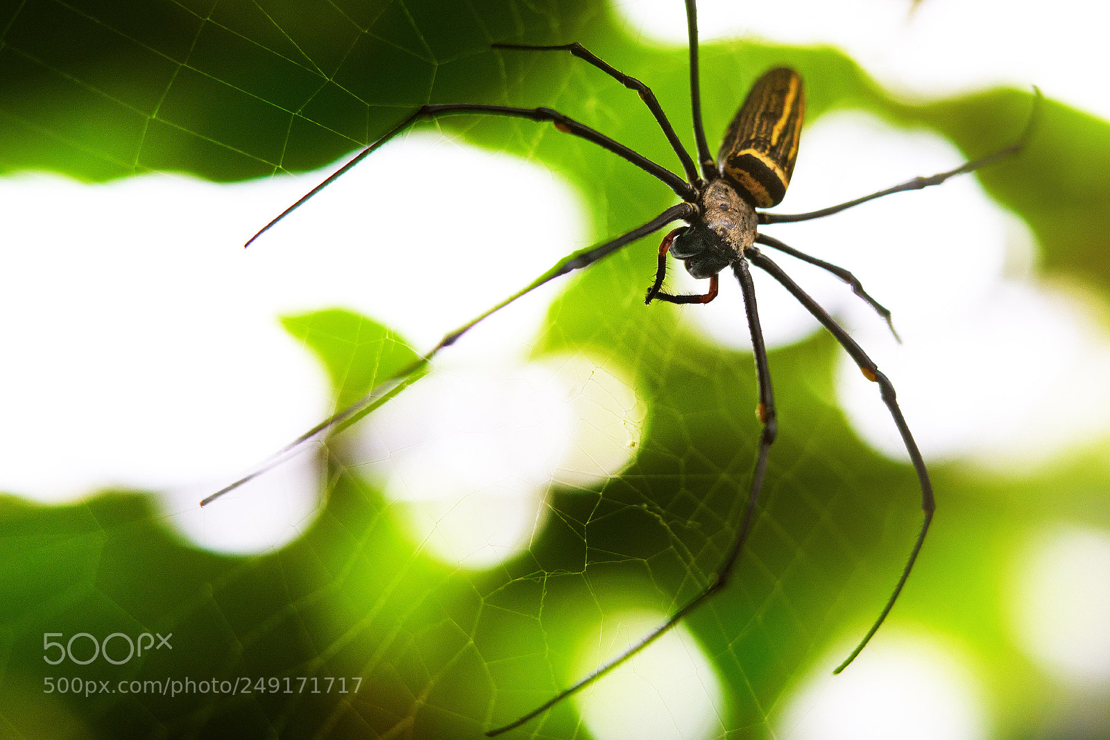 Sony a7R III sample photo. Arachnofobi photography