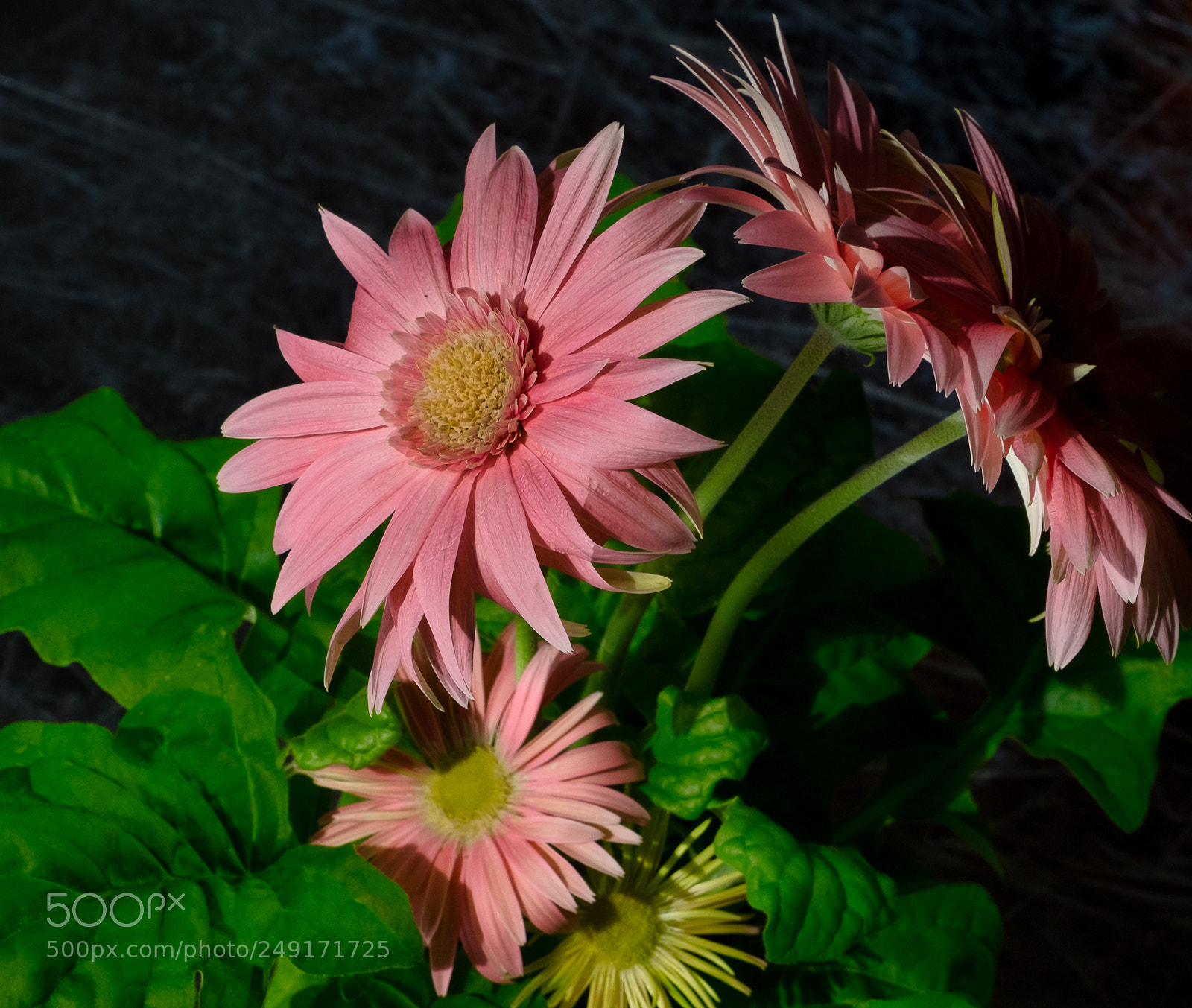 Fujifilm X-T2 sample photo. Transvaal encore photography