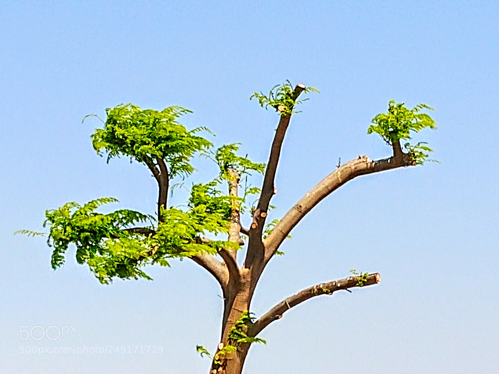 LG G6 sample photo. Tree photography