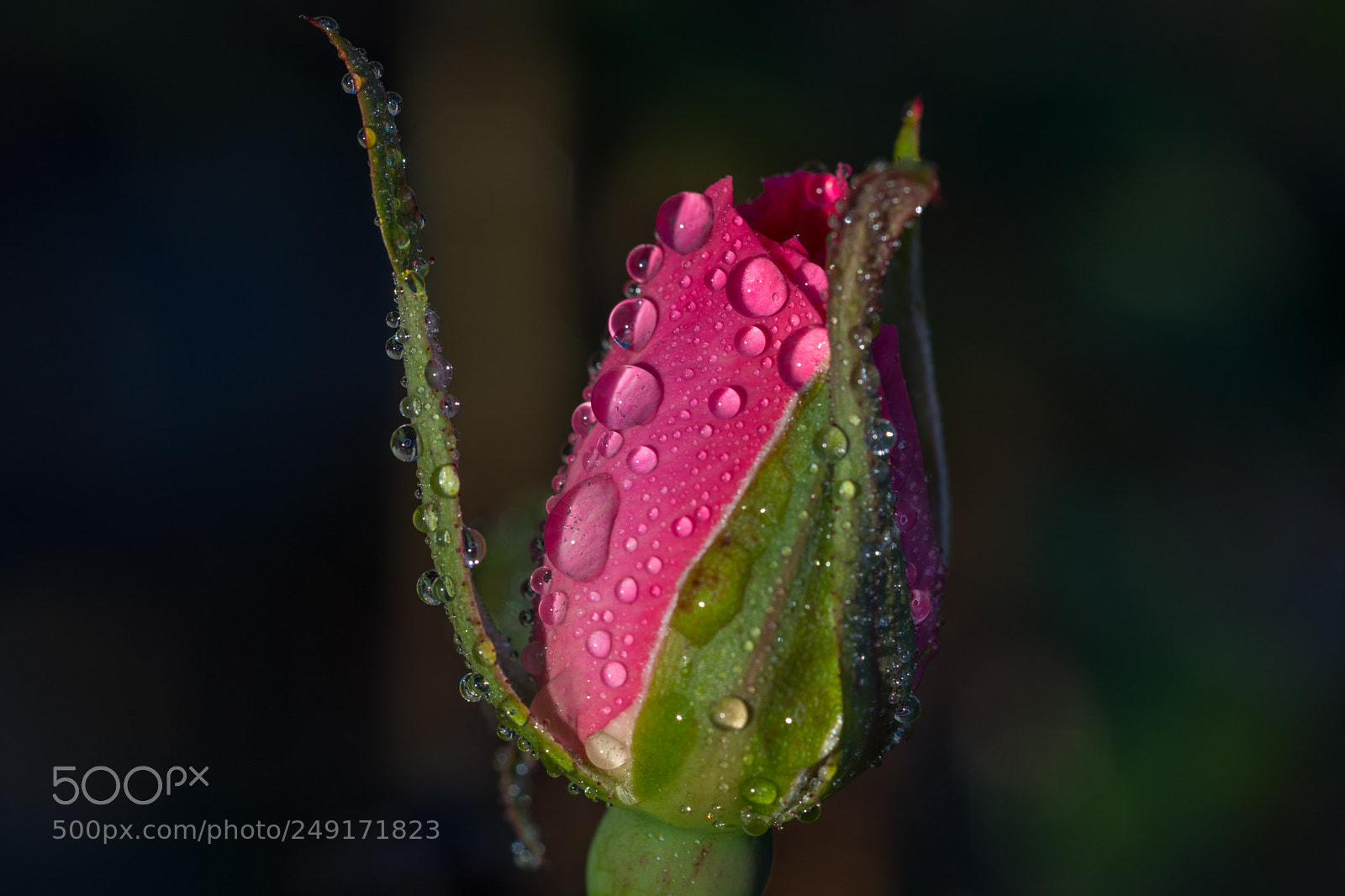 Nikon D500 sample photo. Knockout rose closeup photography