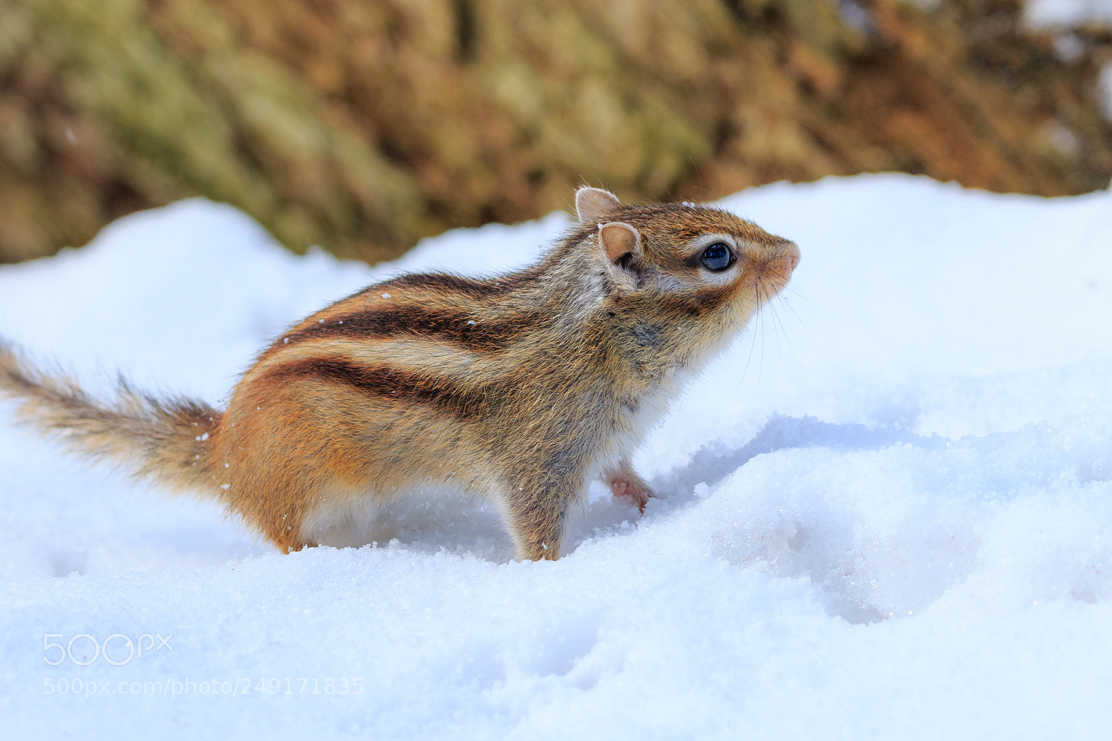 Canon EOS 7D Mark II sample photo. Feel of the snow photography