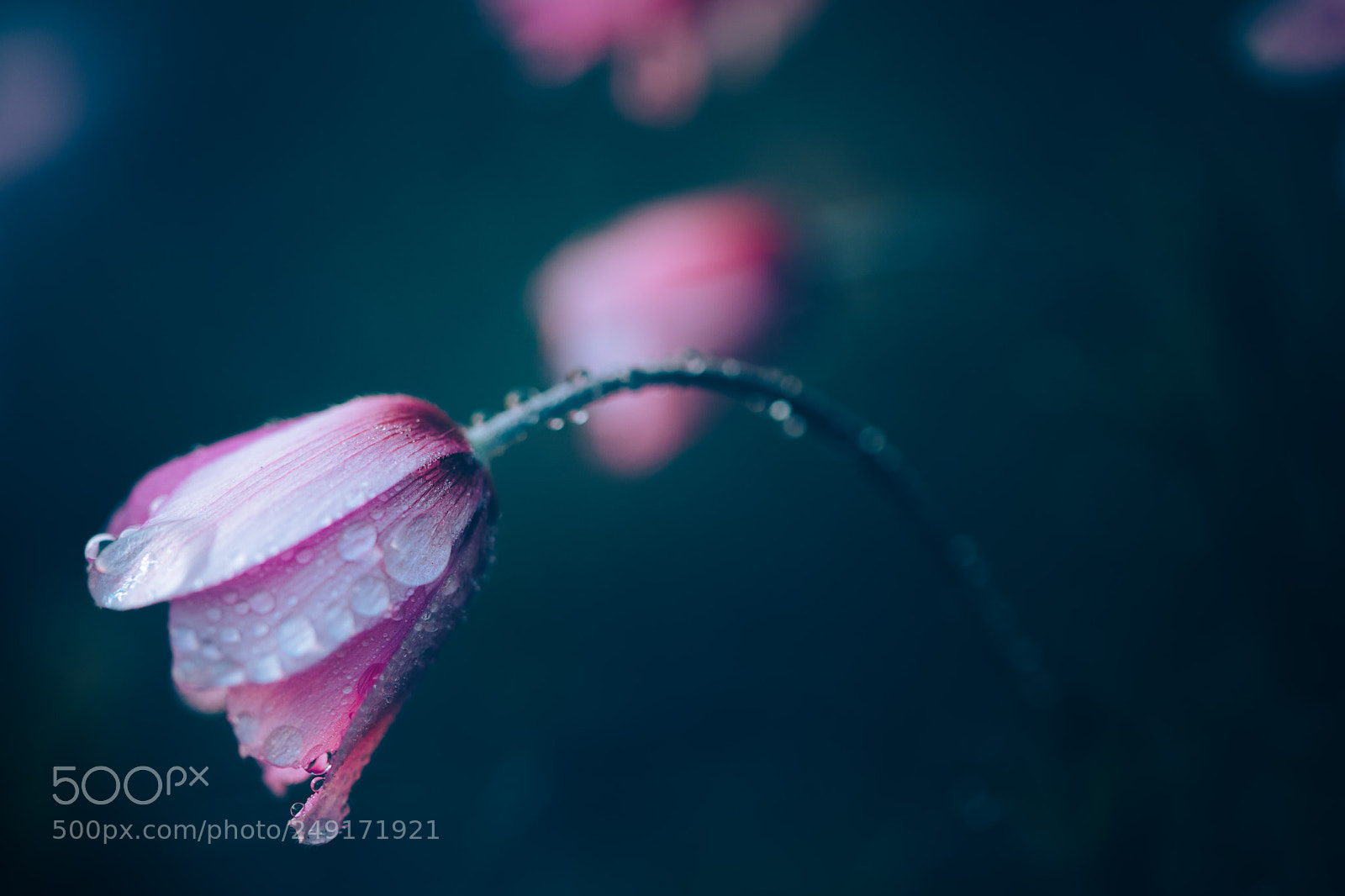 Canon EOS 6D Mark II sample photo. | no more tears | photography