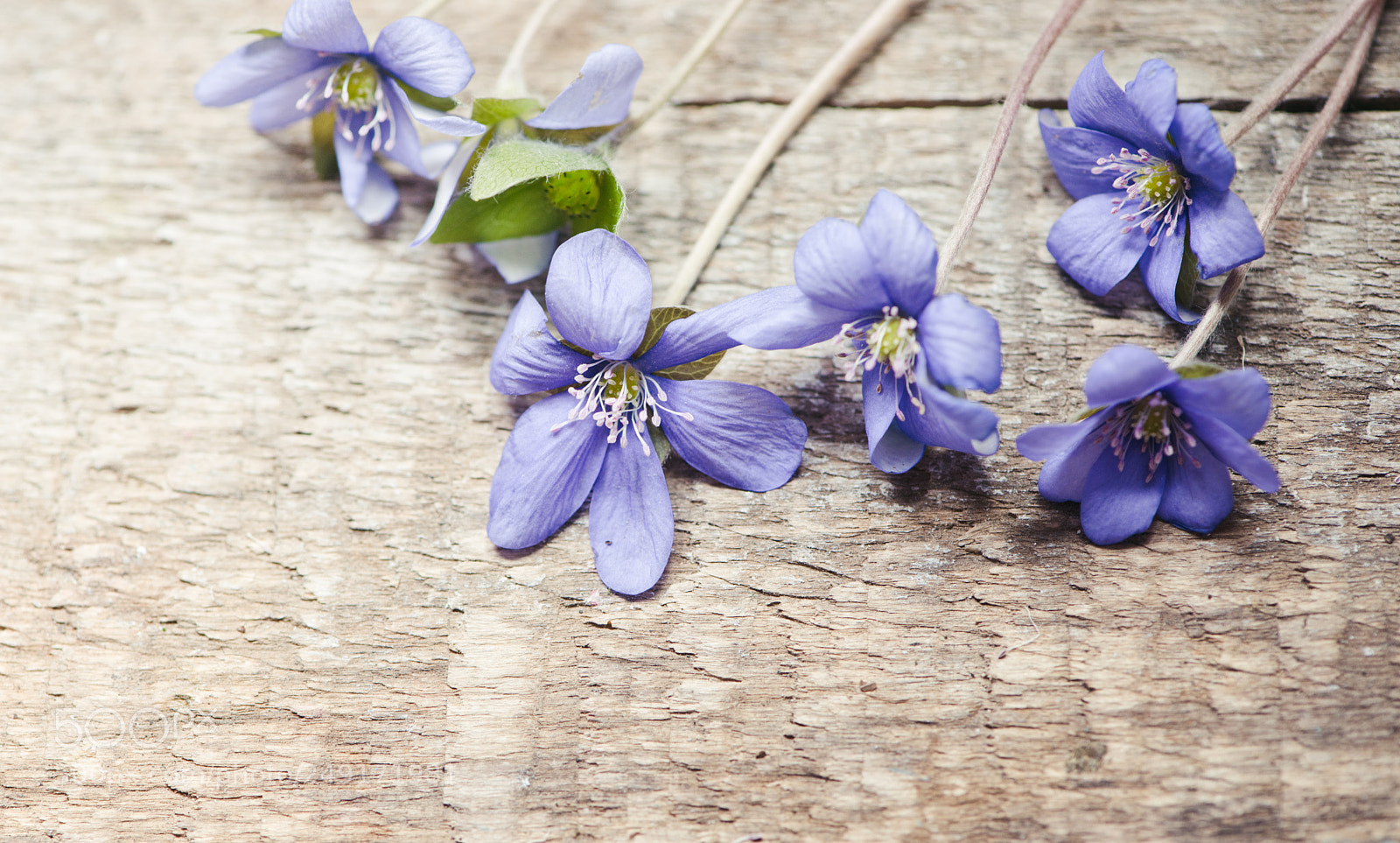 Nikon D800E sample photo. Spring flowers photography