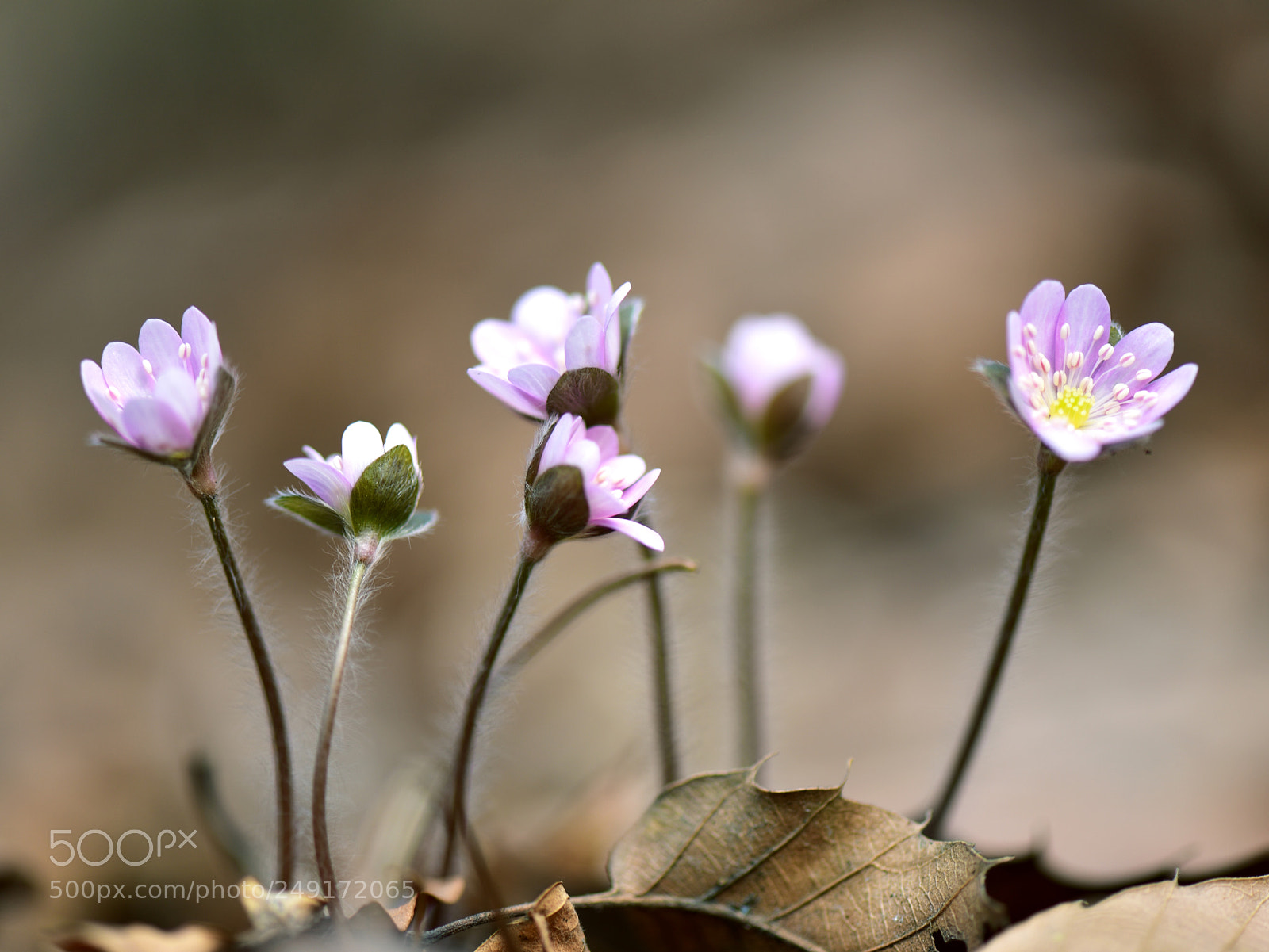 Nikon D810 sample photo. Untitled photography