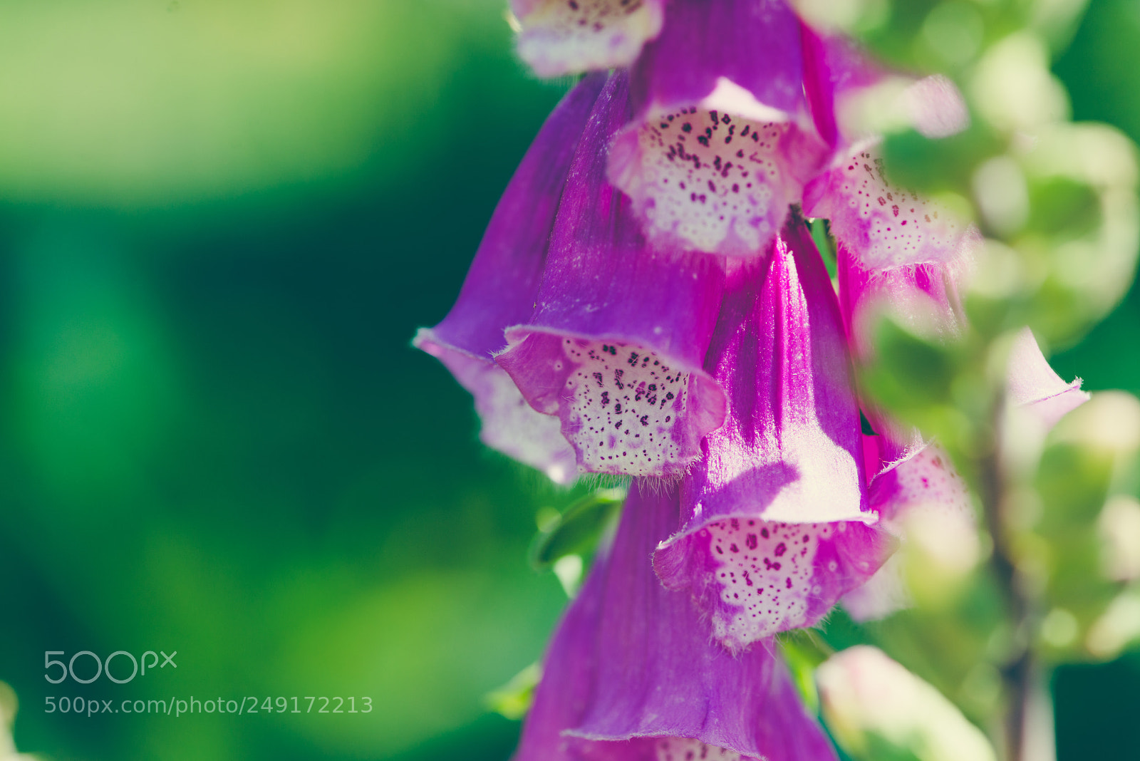 Nikon D800E sample photo. Summer flowers photography