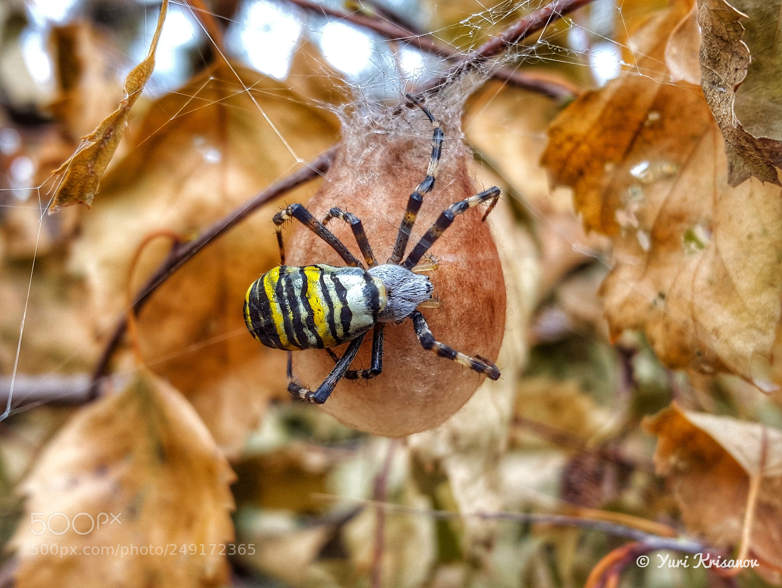 Samsung Galaxy Alpha sample photo. The wasp spider and photography