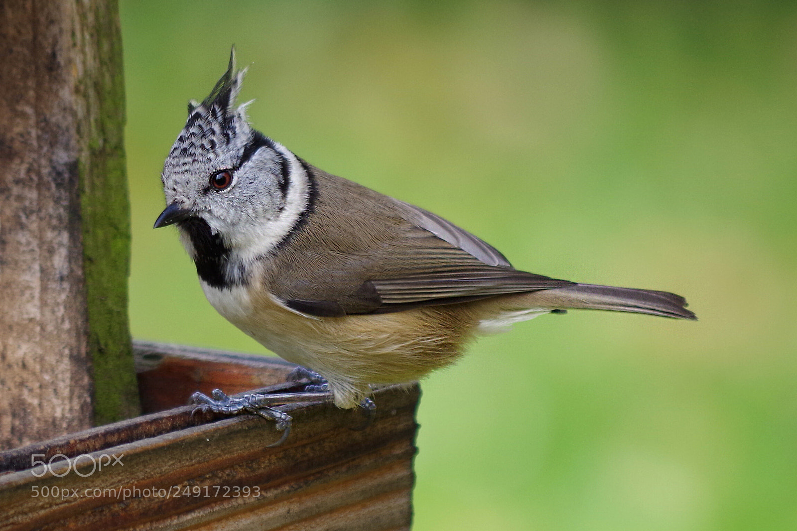 Pentax K-500 sample photo. European crested tit photography