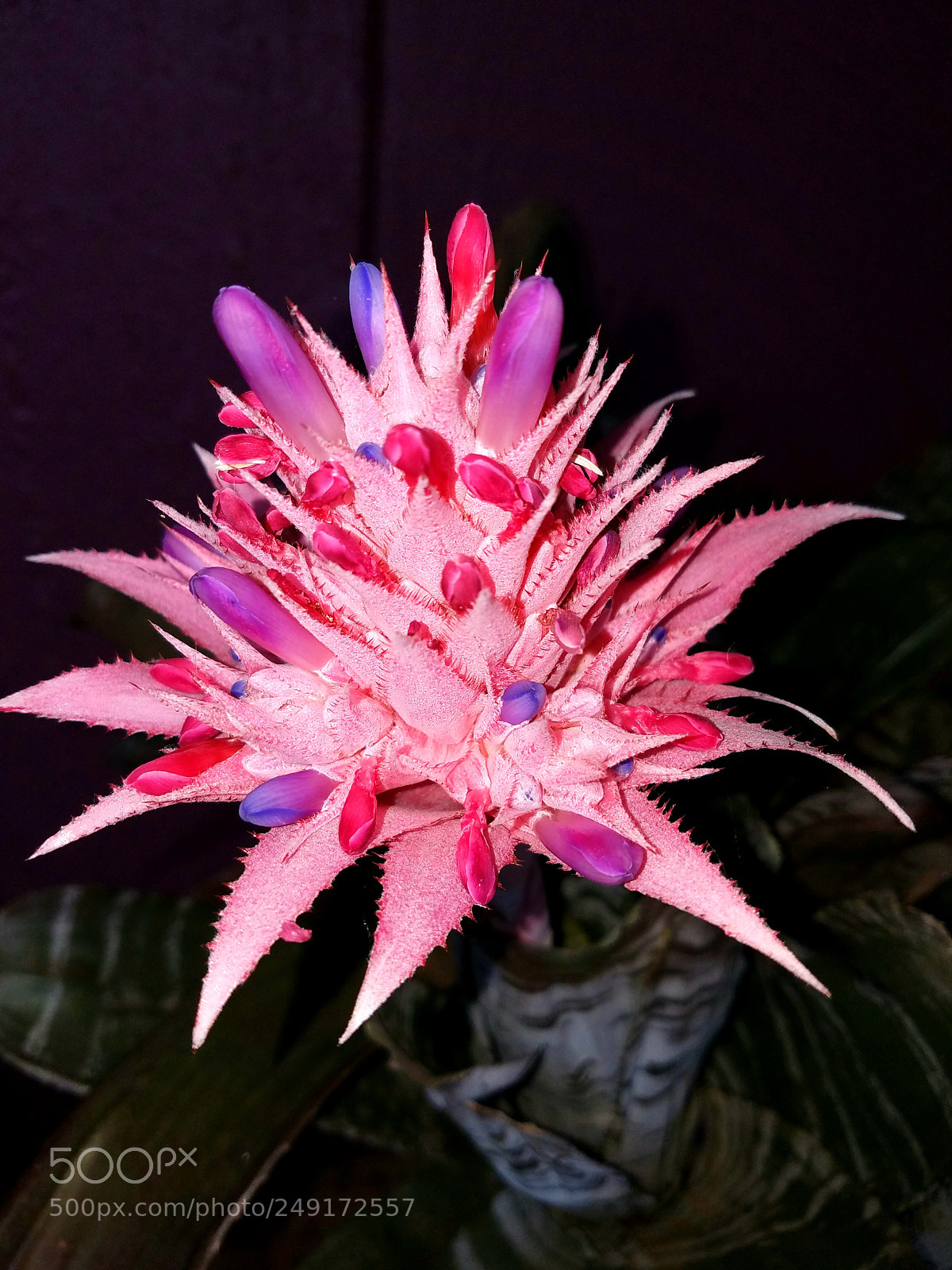 Samsung Galaxy S7 sample photo. Pink bromeliad flower photography