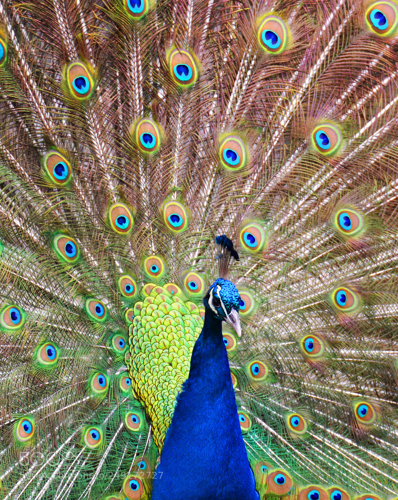 Nikon D3200 sample photo. Colorful peacock photography