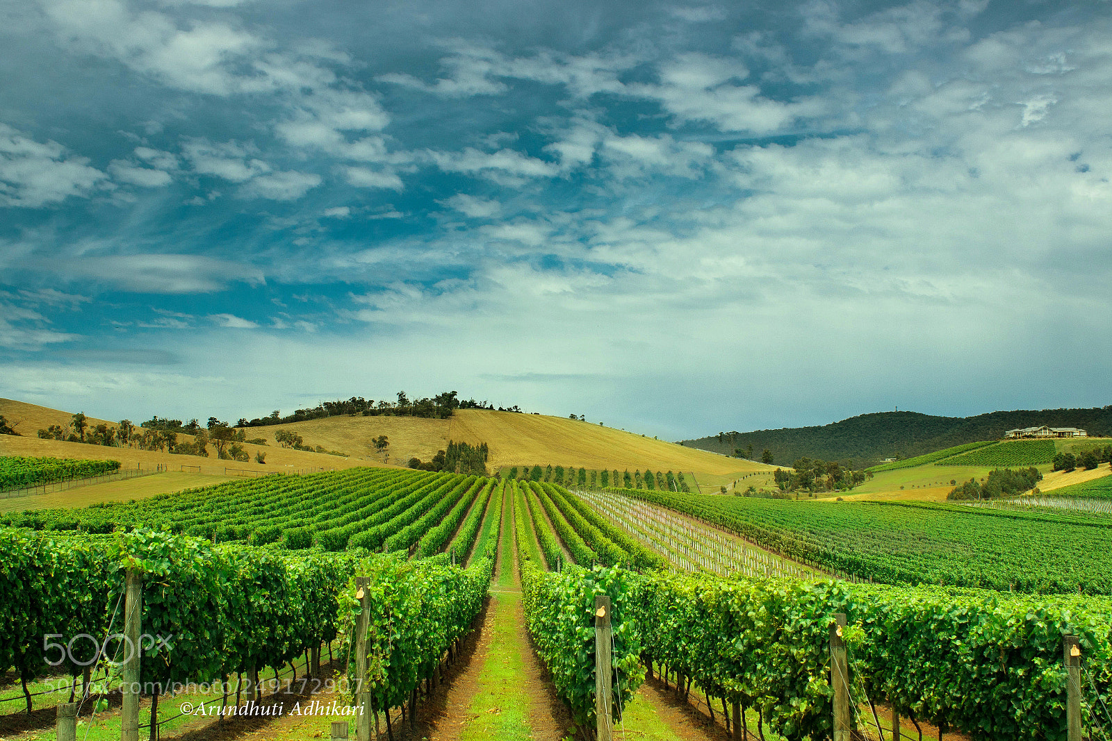 Canon EOS 600D (Rebel EOS T3i / EOS Kiss X5) sample photo. Lap of vineyard photography
