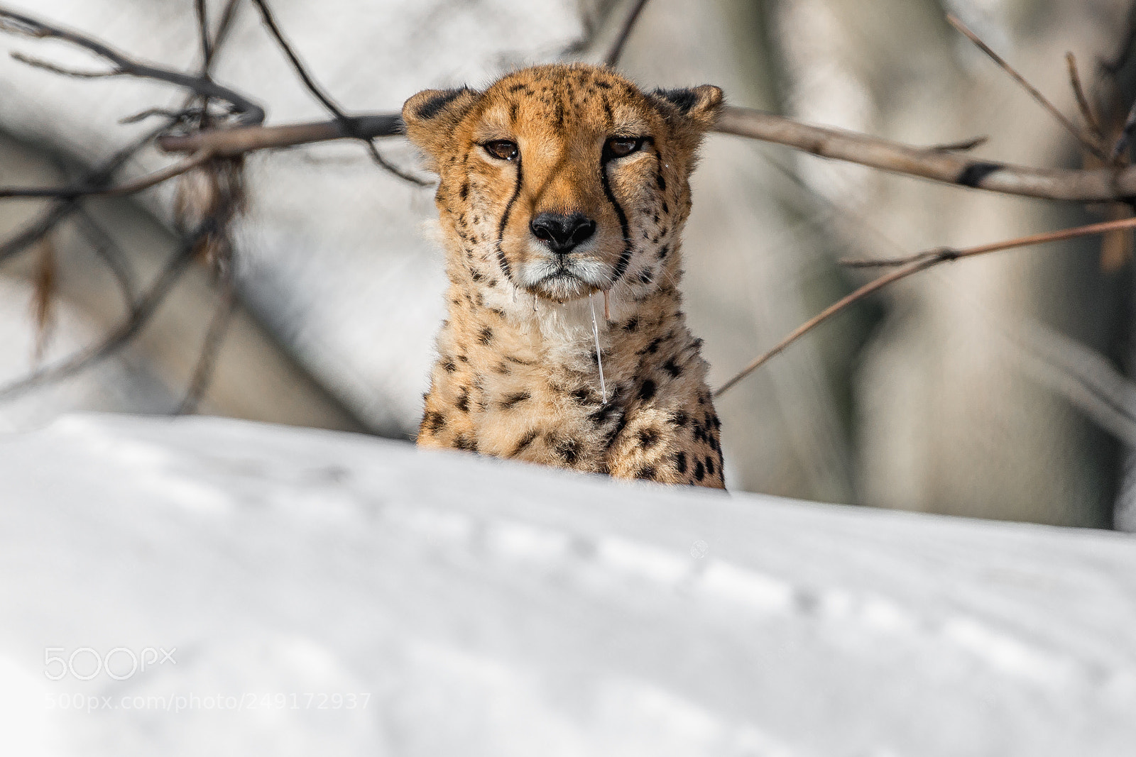 Nikon D800E sample photo. Cheetah photography