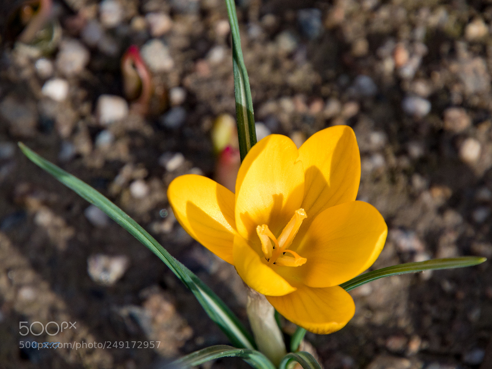 Nikon D500 sample photo. Krokus photography