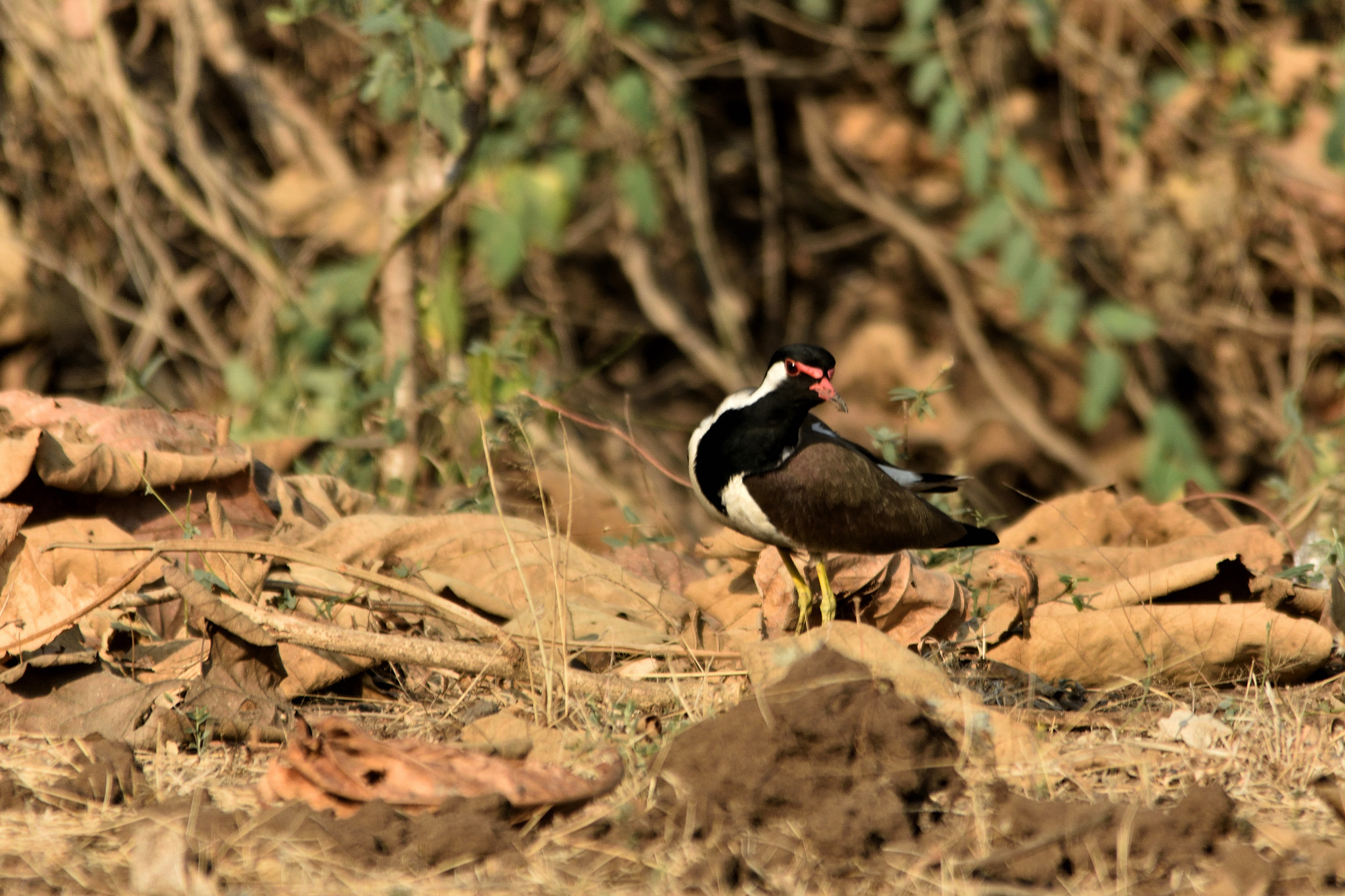 Sigma 150-500mm F5-6.3 DG OS HSM sample photo. Red-wattled lapwing photography