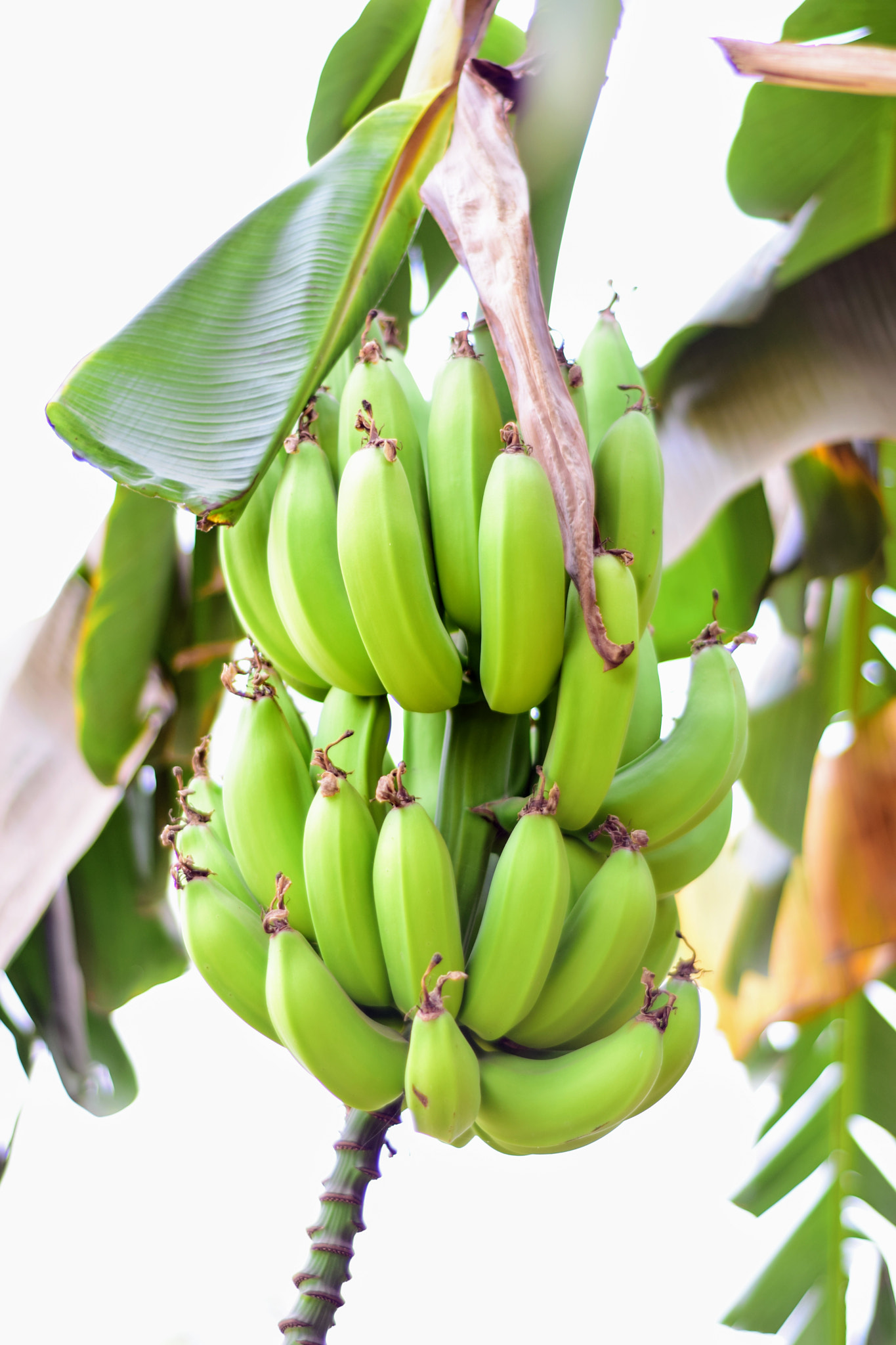 Nikon D3300 + Nikon AF Nikkor 50mm F1.8D sample photo. How about some bananas? photography
