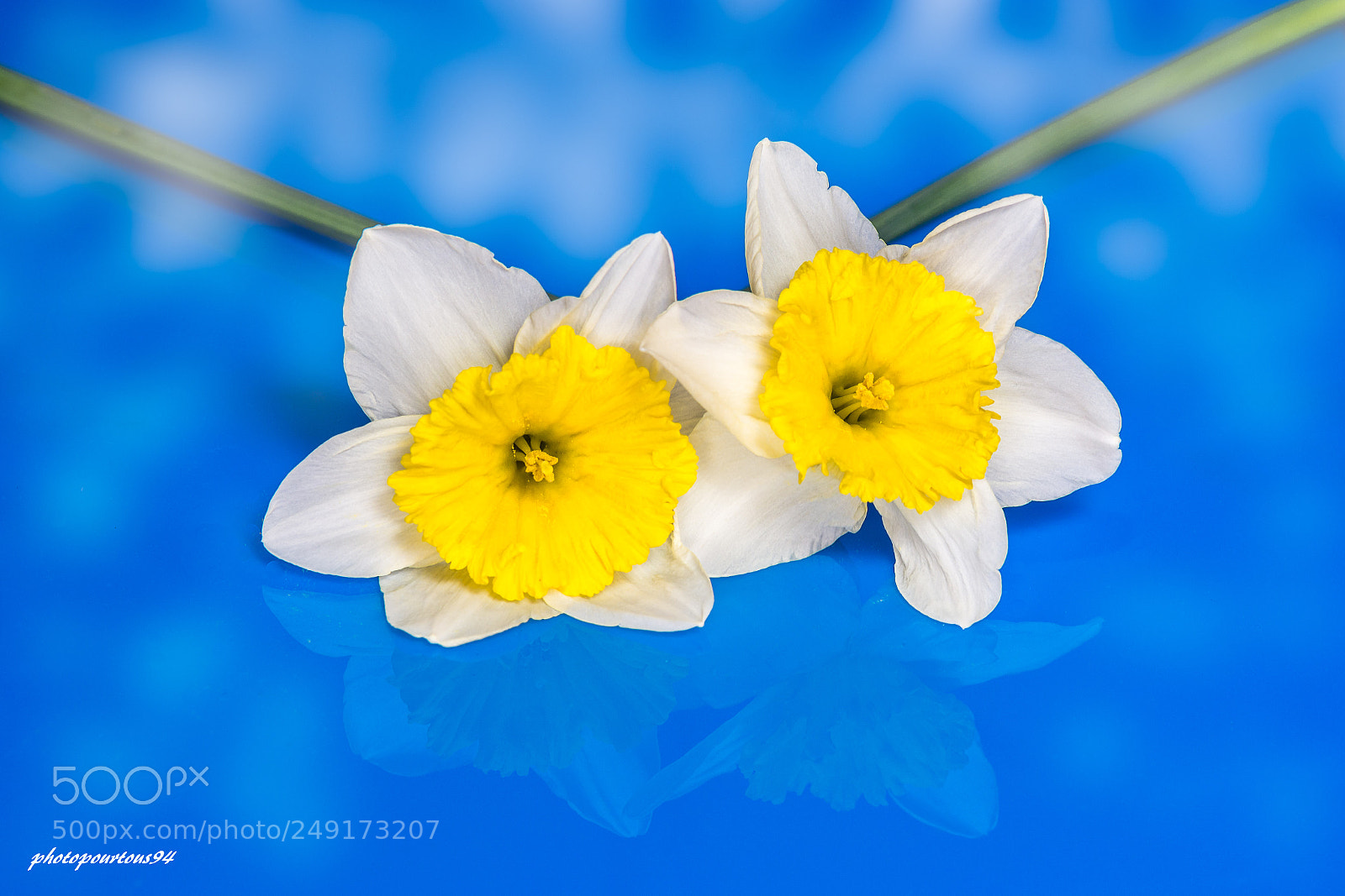 Nikon D7100 sample photo. Narcisse photography