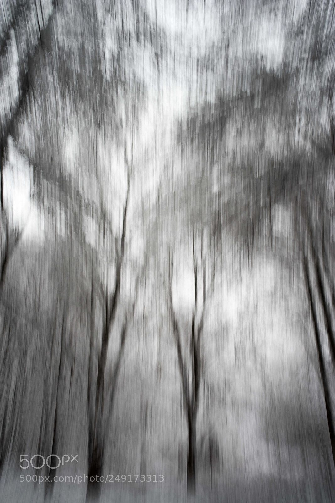 Pentax K-1 sample photo. Round 3 (looming snowy trees) photography