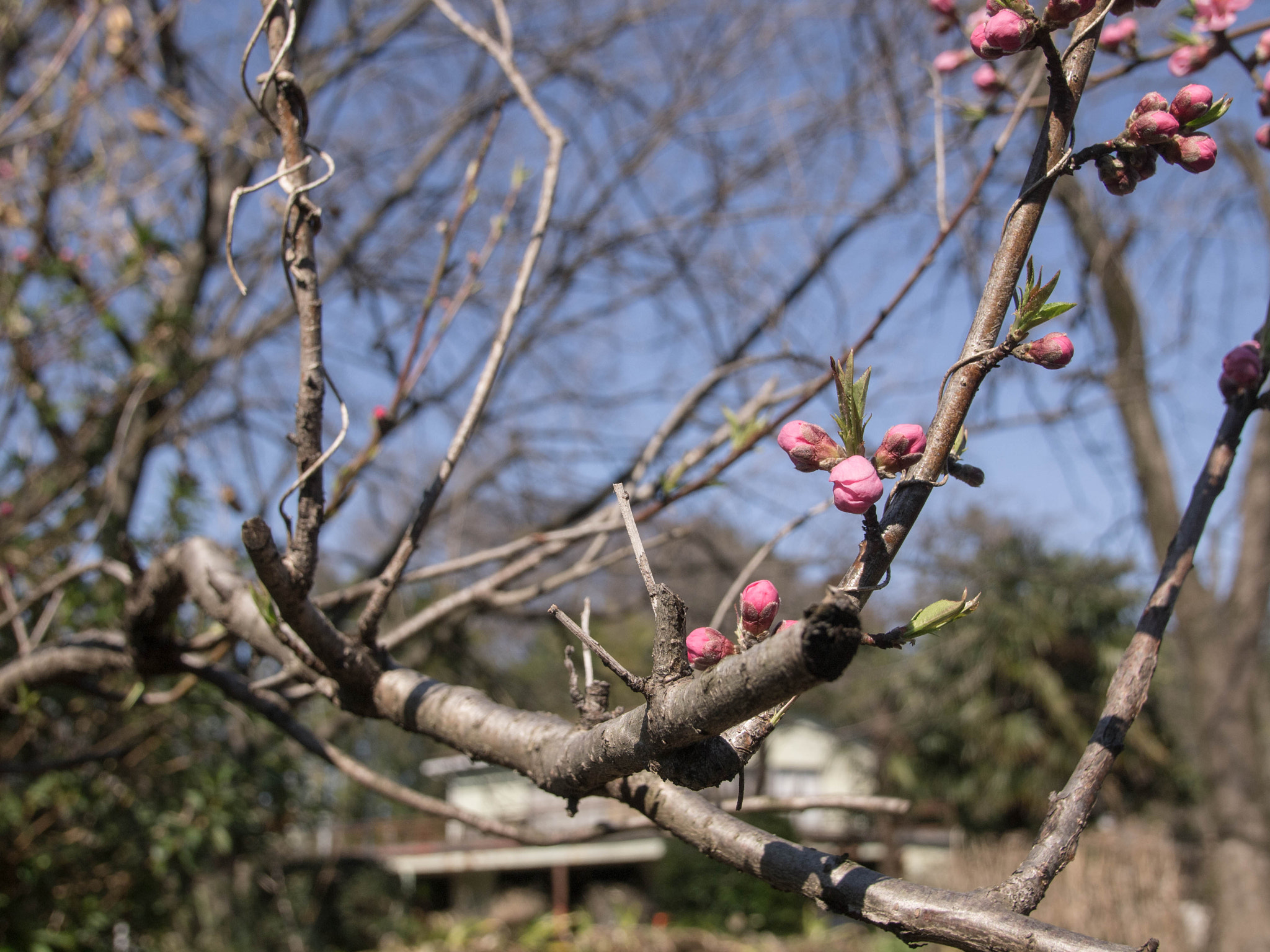 Olympus E-5 sample photo. Ume buds photography