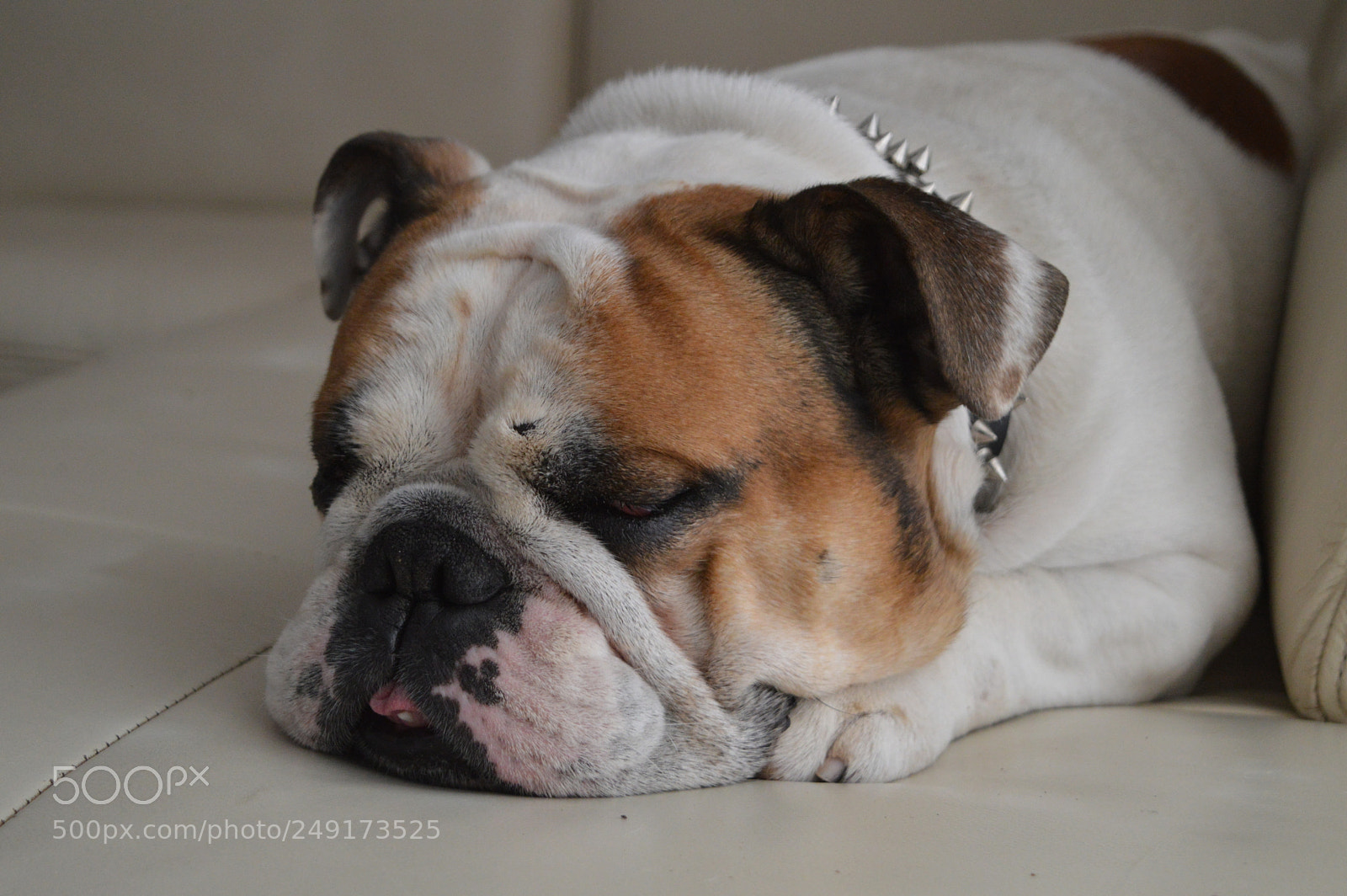 Nikon D3200 sample photo. Bulldog photography